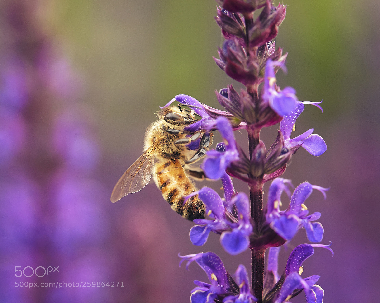 Canon EOS 5D Mark II sample photo. Bee gathering pollen photography