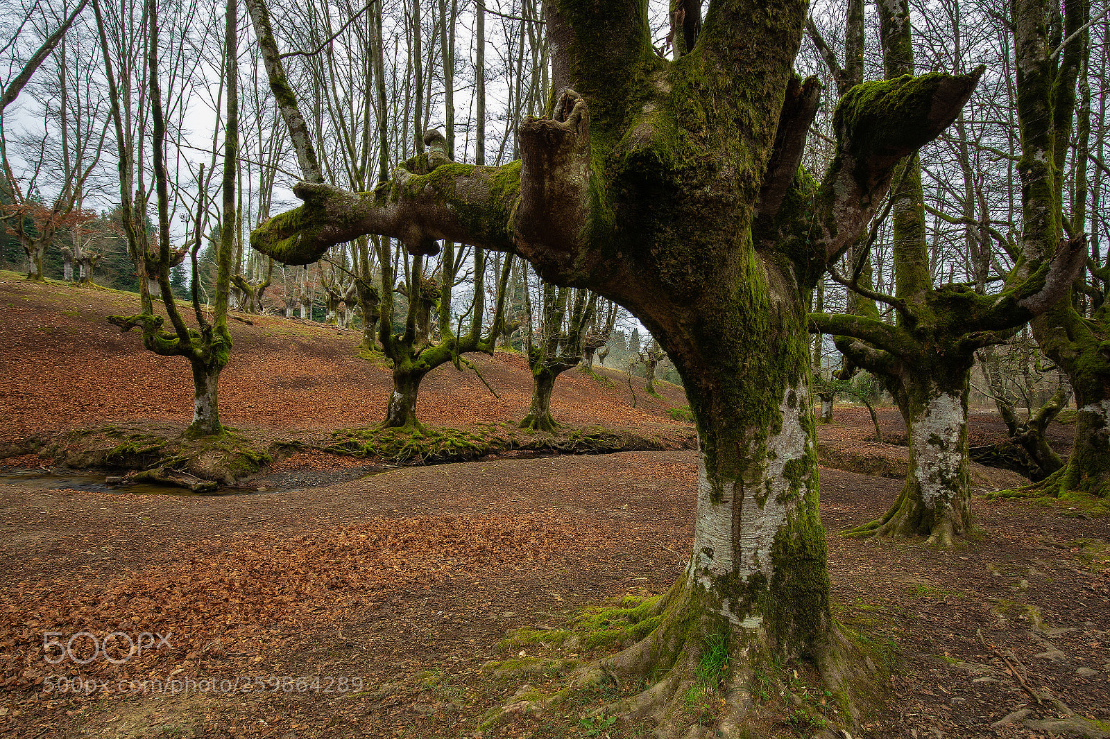 Canon EOS 6D sample photo. Hayedo de otzarreta  180317-4923 photography