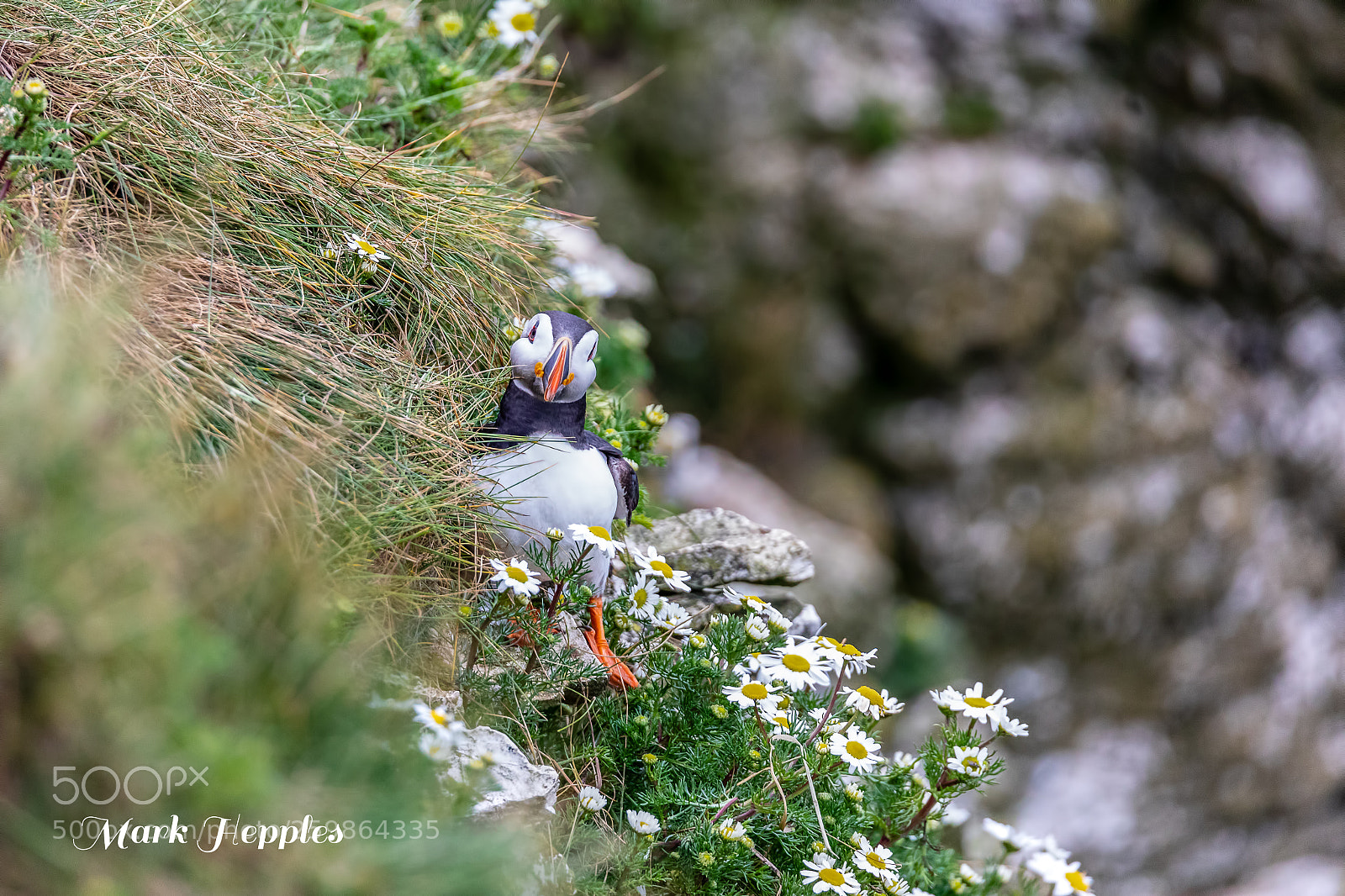 Canon EOS 5D Mark IV sample photo. Rspb bempton cliffs photography