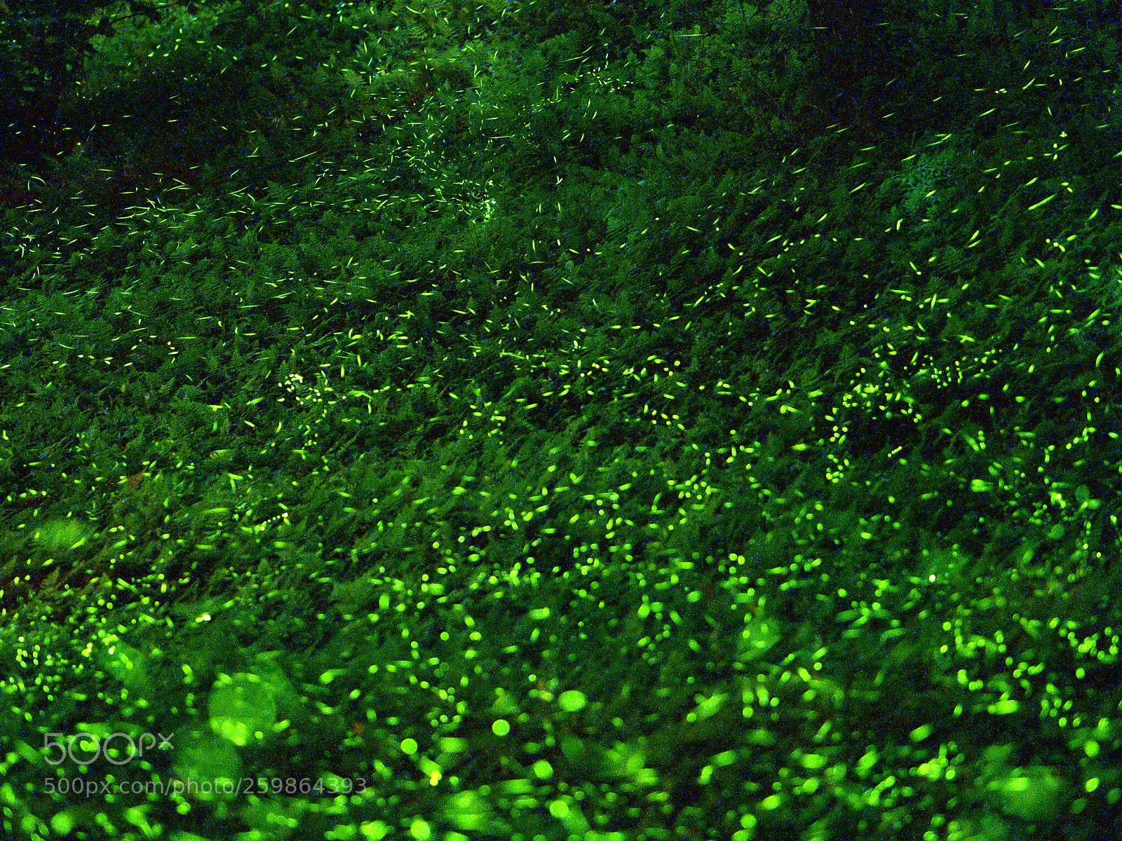 Olympus OM-D E-M1 Mark II sample photo. The green tears photography