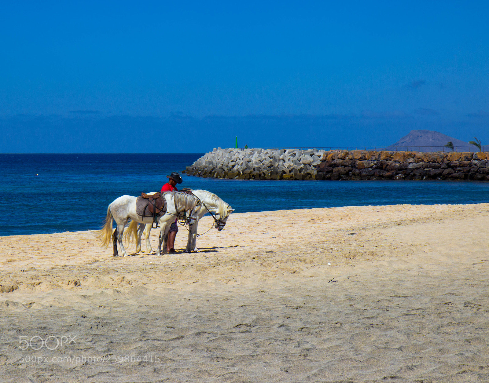 Canon EOS 600D (Rebel EOS T3i / EOS Kiss X5) sample photo. Beach horses photography