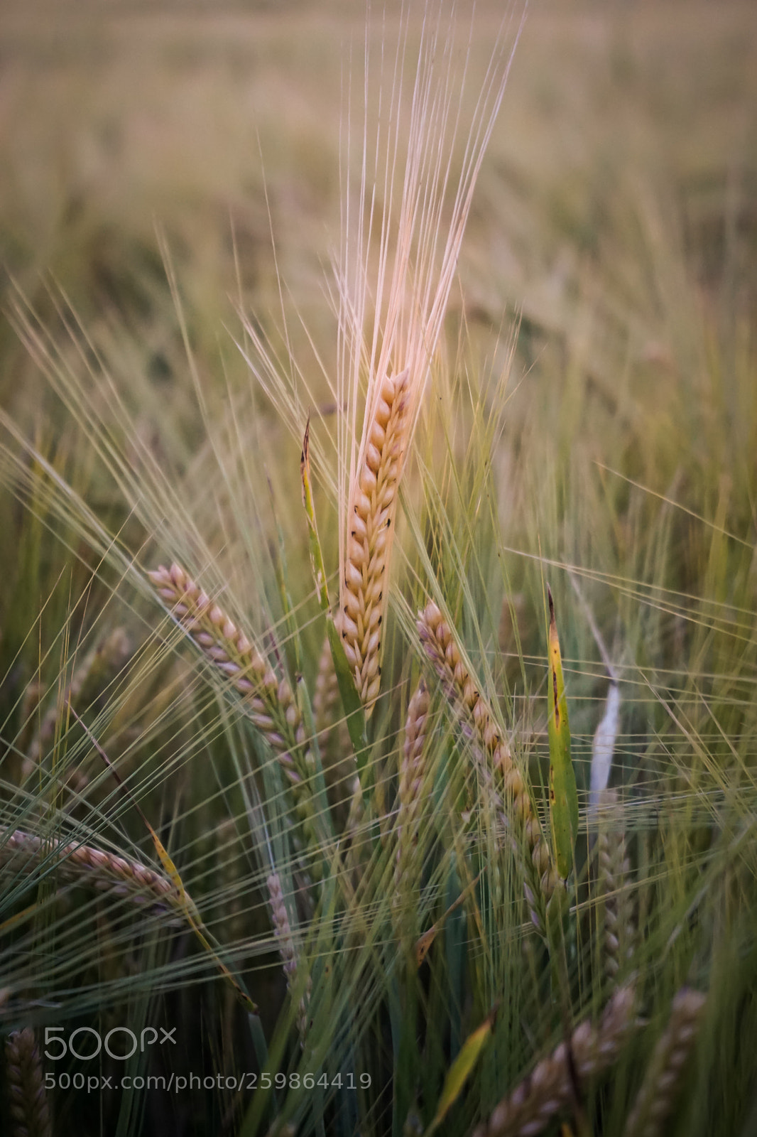Sony a6000 sample photo. Grano photography