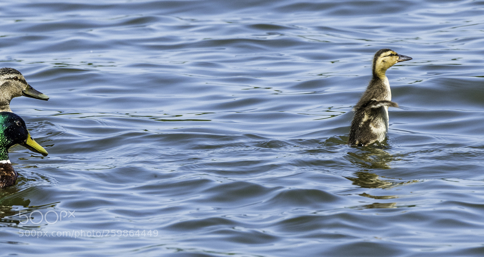 Nikon D750 sample photo. Chick copying mum dad photography