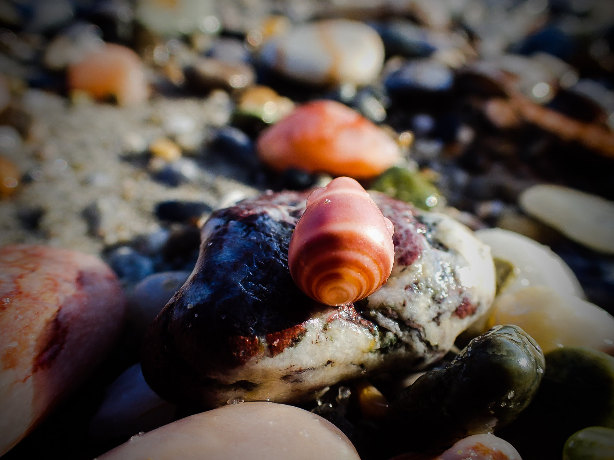 Olympus TG-4 sample photo. Tiny shell on the coast photography