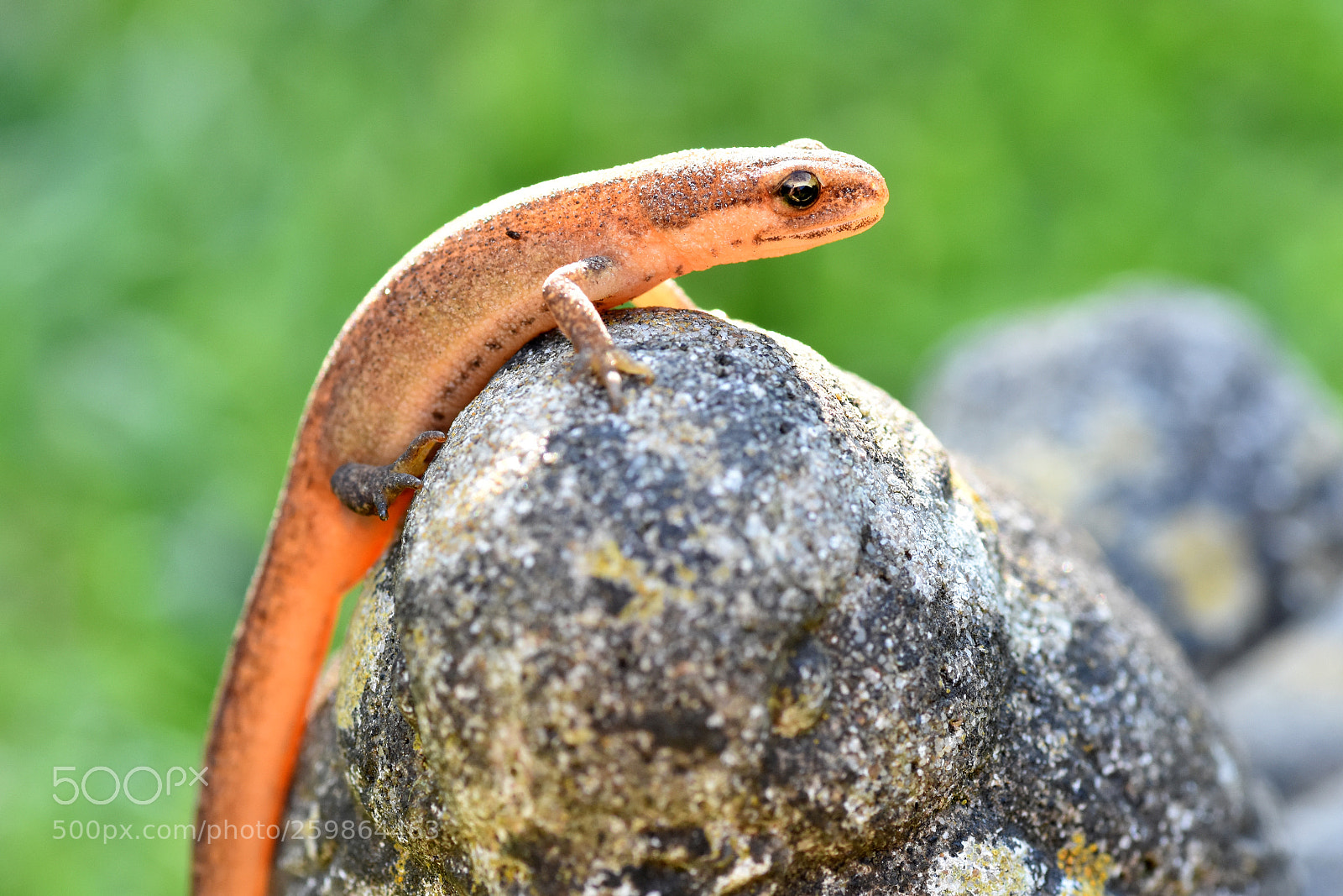 Nikon D7200 sample photo. Lissotriton vulgaris photography