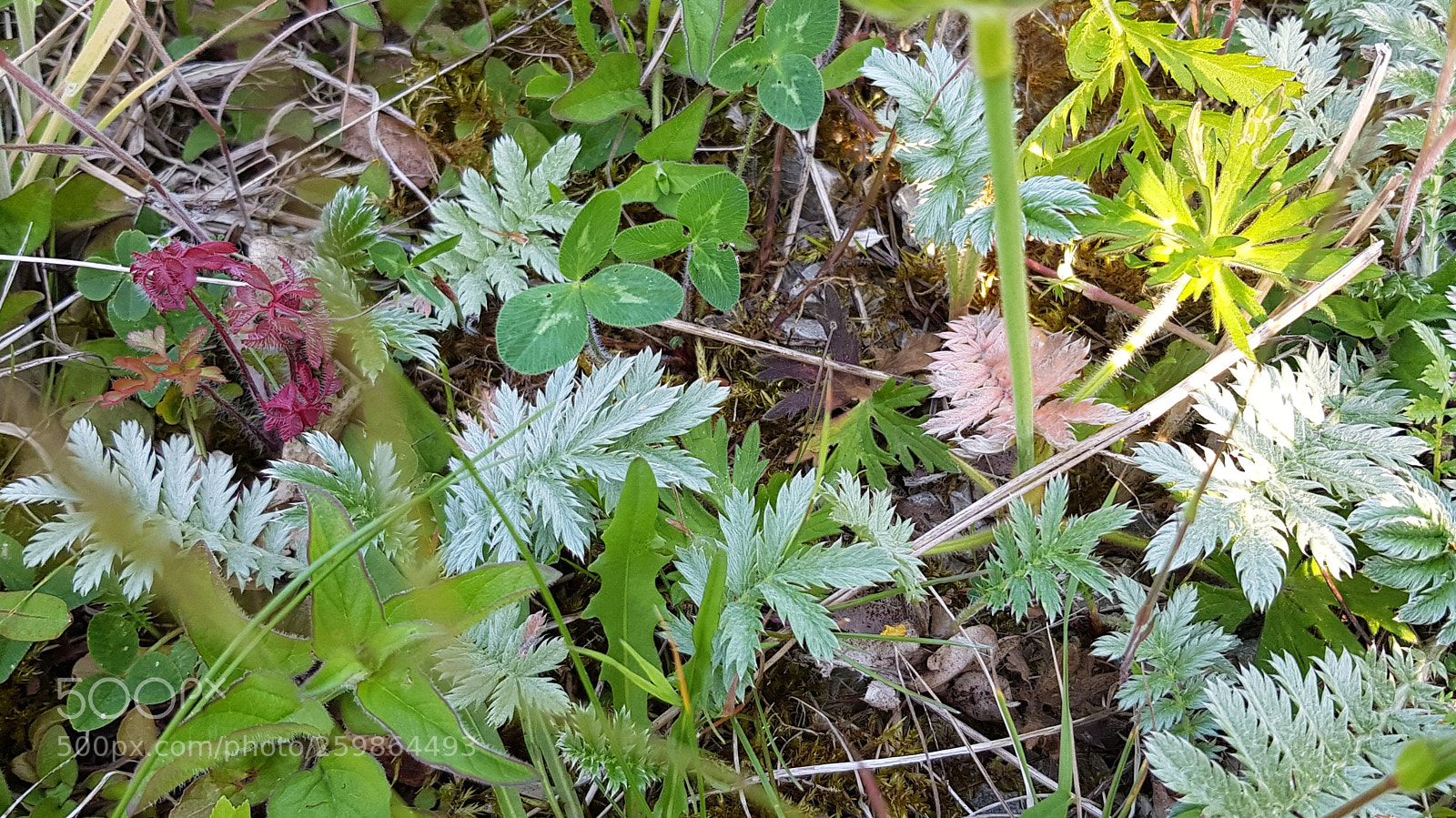 Samsung Galaxy S8 sample photo. Recropped photography