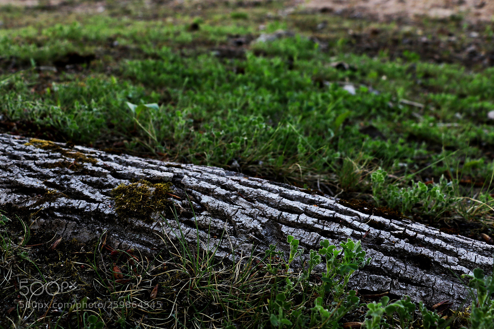 Canon EOS 750D (EOS Rebel T6i / EOS Kiss X8i) sample photo. View of the root photography