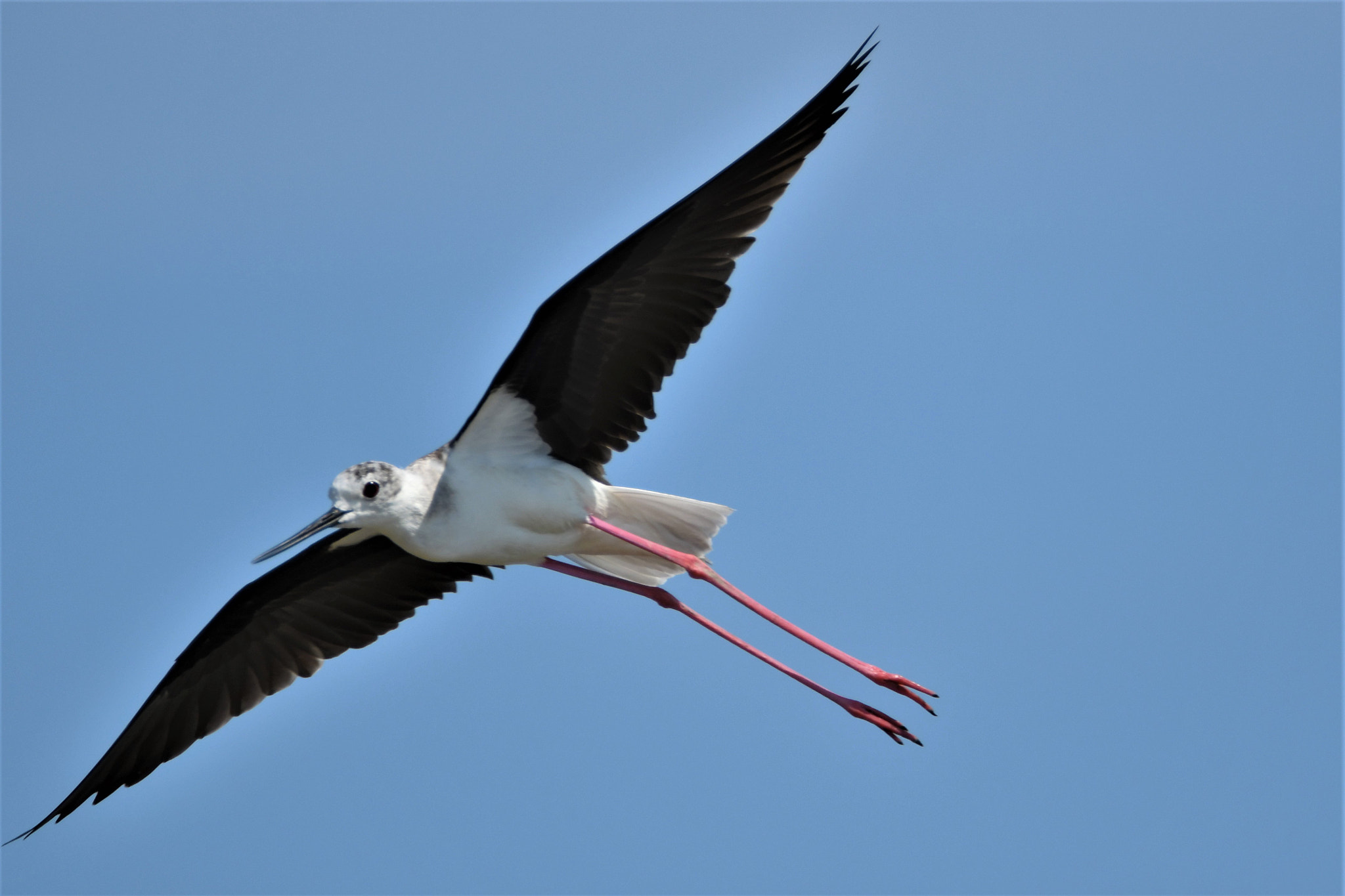 Nikon D7500 sample photo. Black wings photography