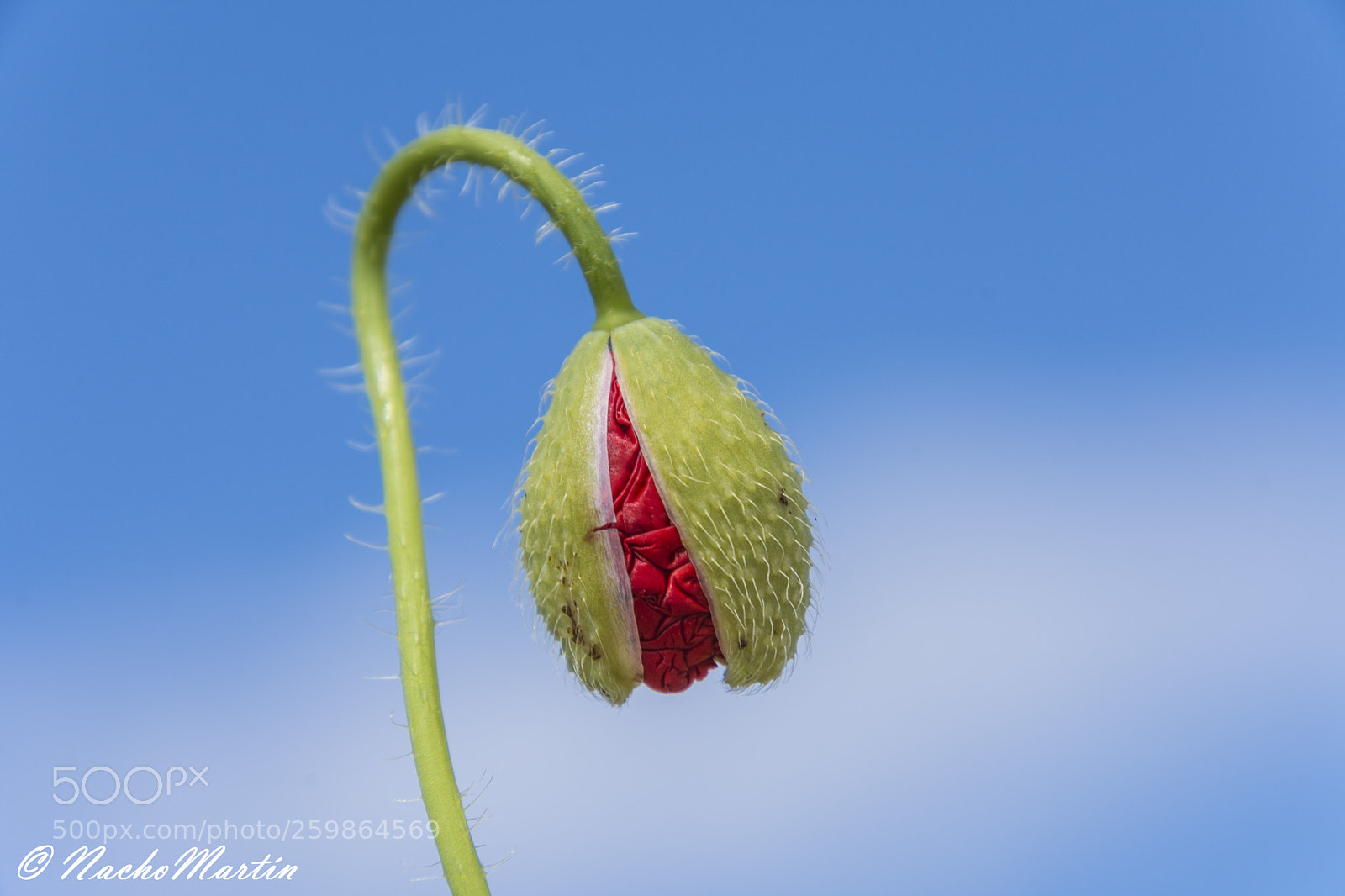Nikon D7200 sample photo. Tratando de nacer photography