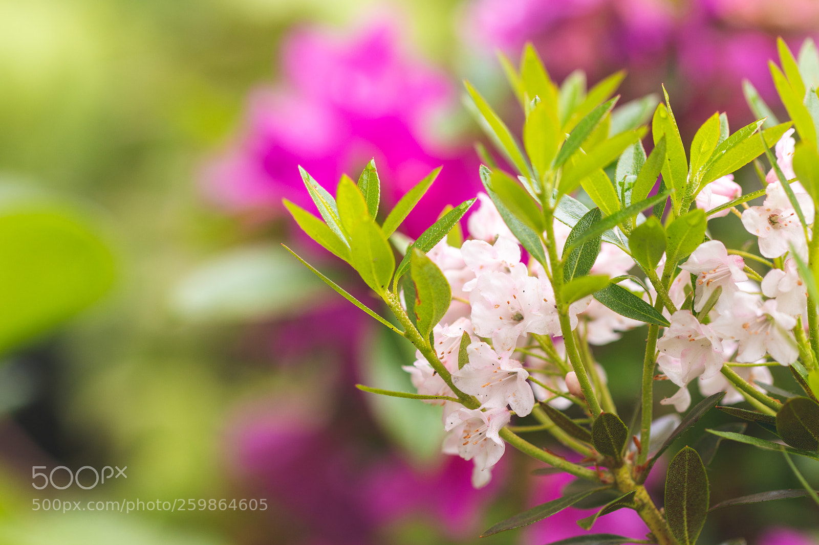 Canon EOS 70D sample photo. Mini rhododendron photography