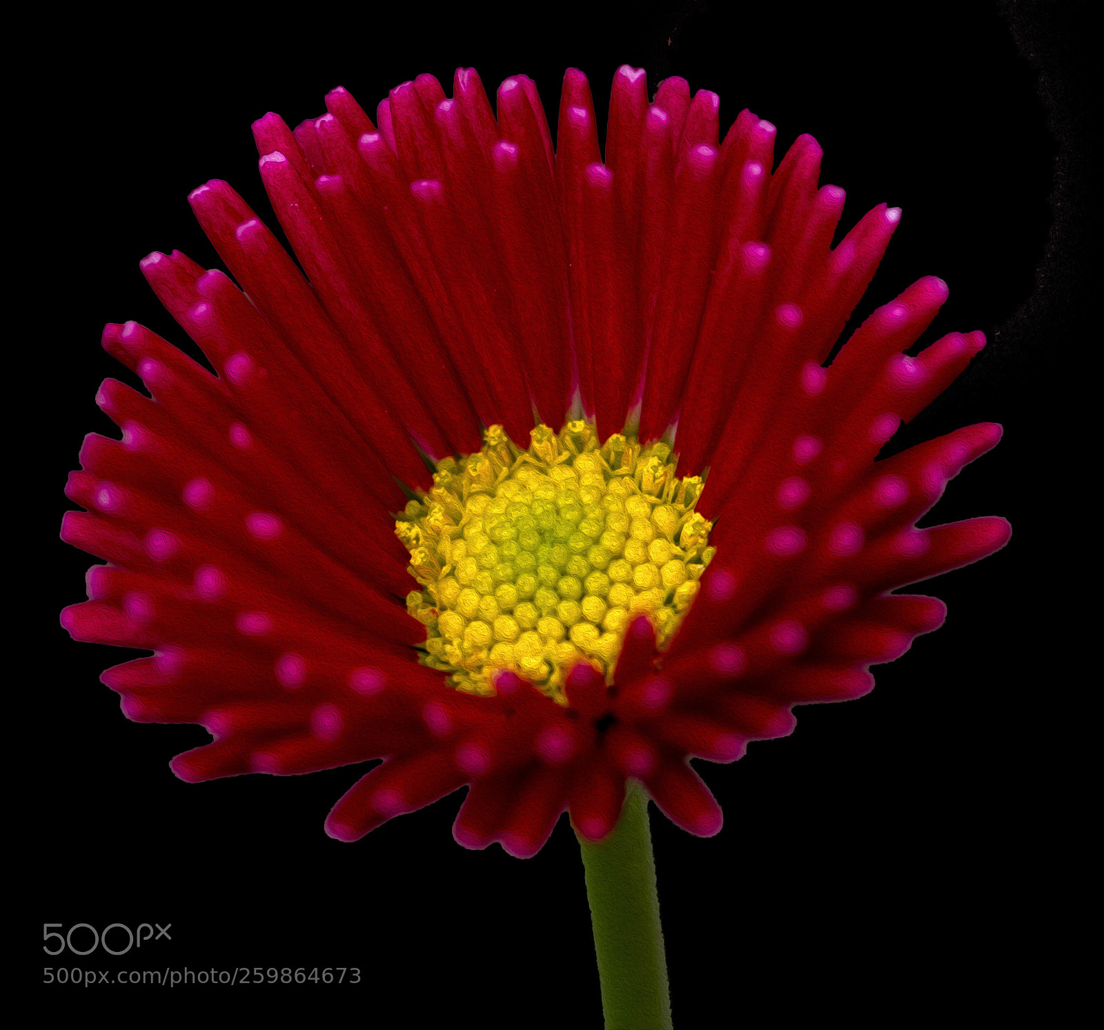 Canon EOS 7D sample photo. Red and yellow photography