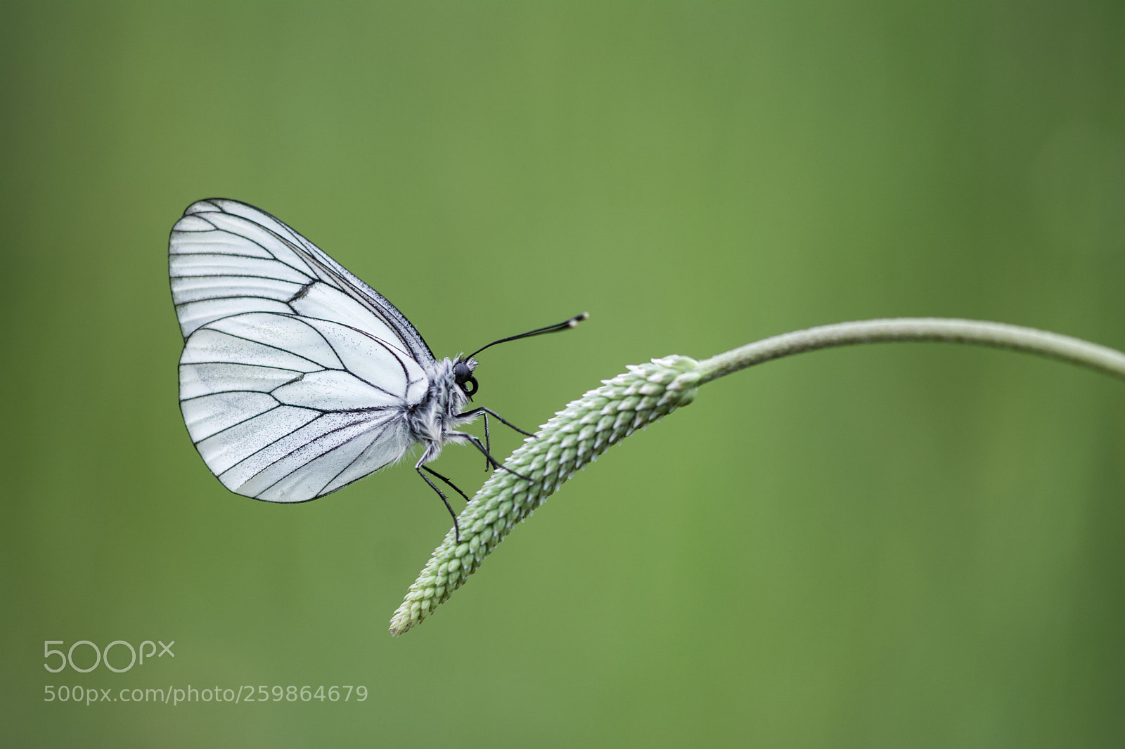Nikon D7100 sample photo. Papillon blanc photography