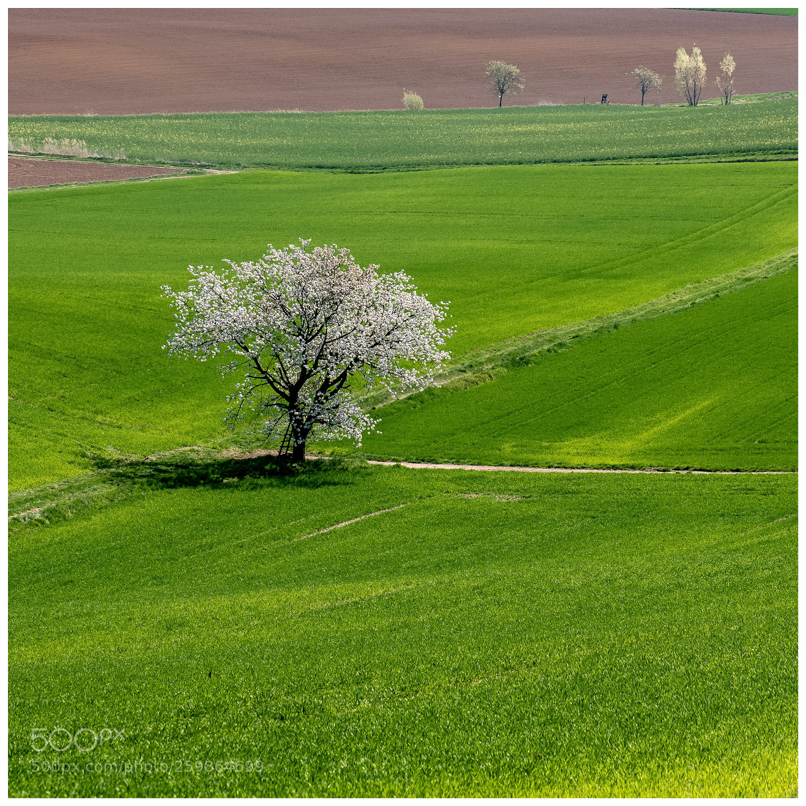 Nikon D810 sample photo. Blooming tree - color photography