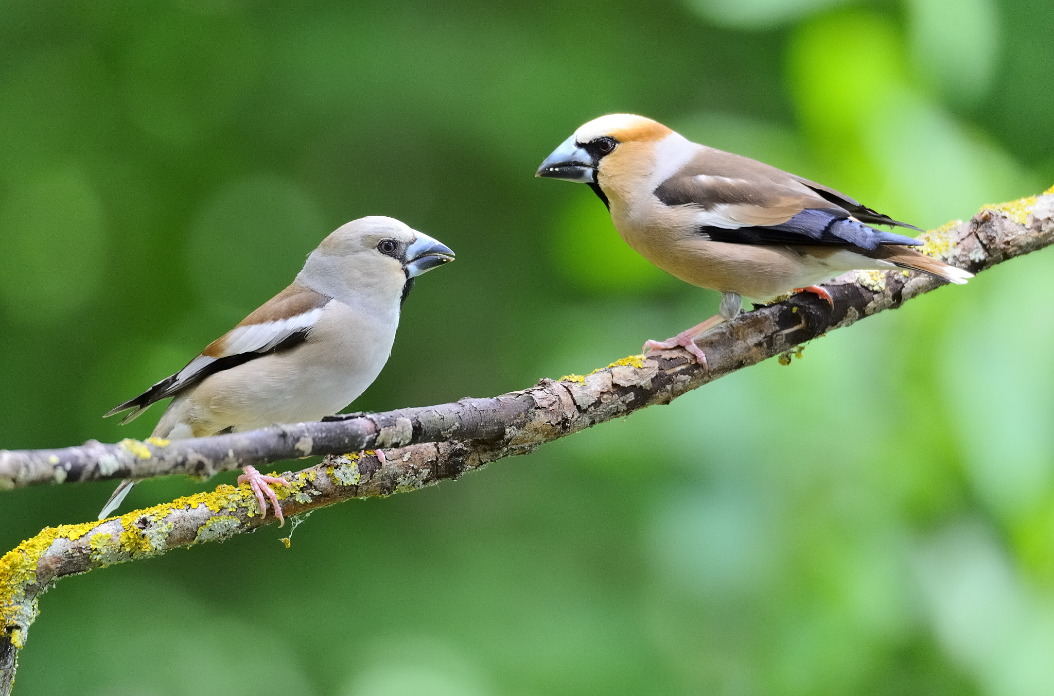 Nikon D700 sample photo. Hawfinch photography