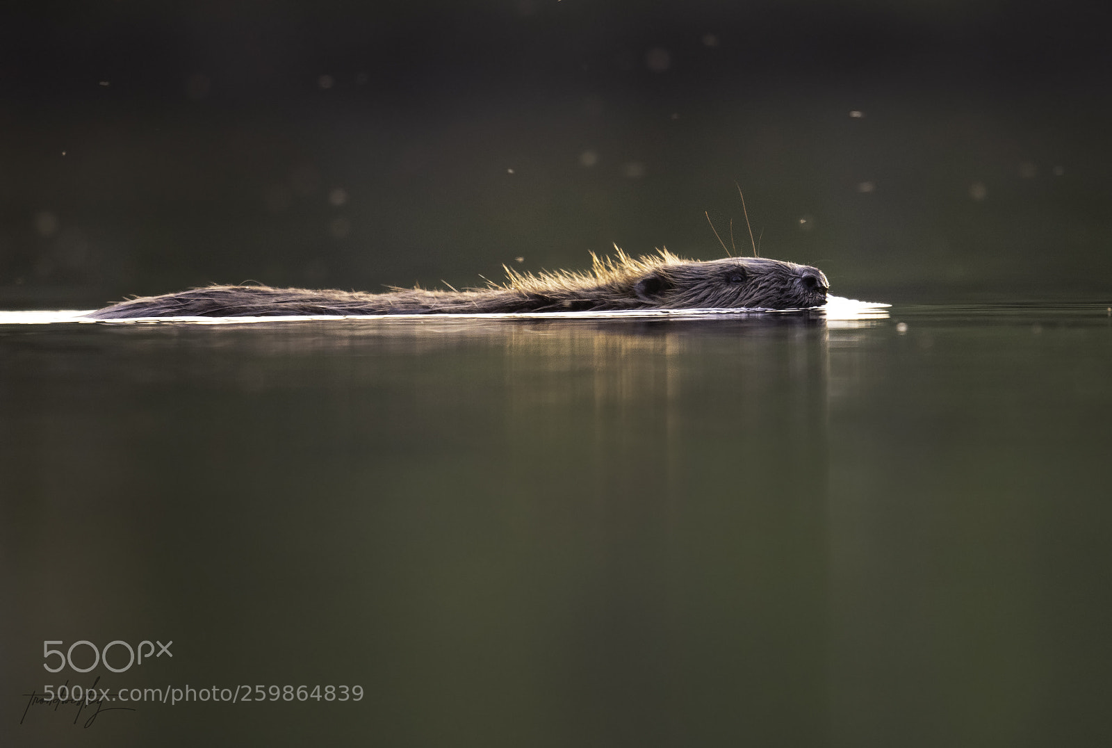 Nikon D500 sample photo. Beaver photography