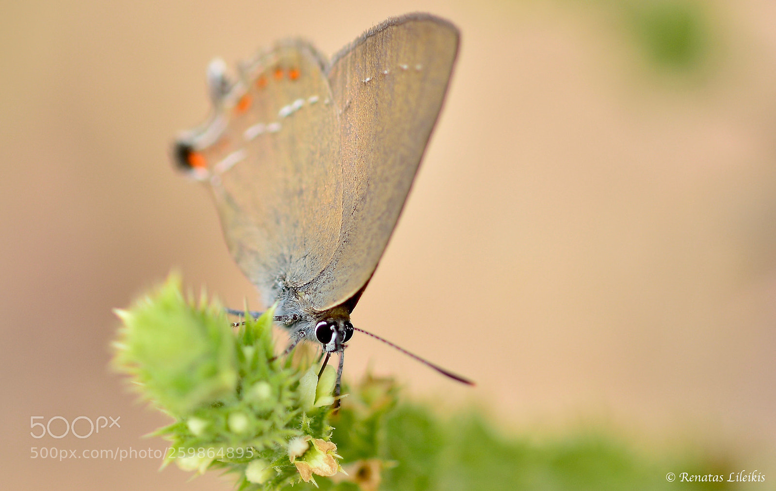 Nikon D7100 sample photo. Butterfly photography