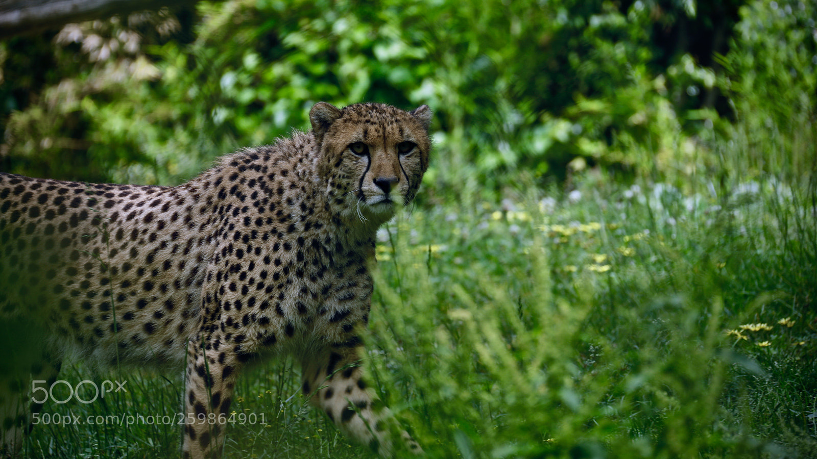 Canon EOS 5D Mark IV sample photo. Speed photography