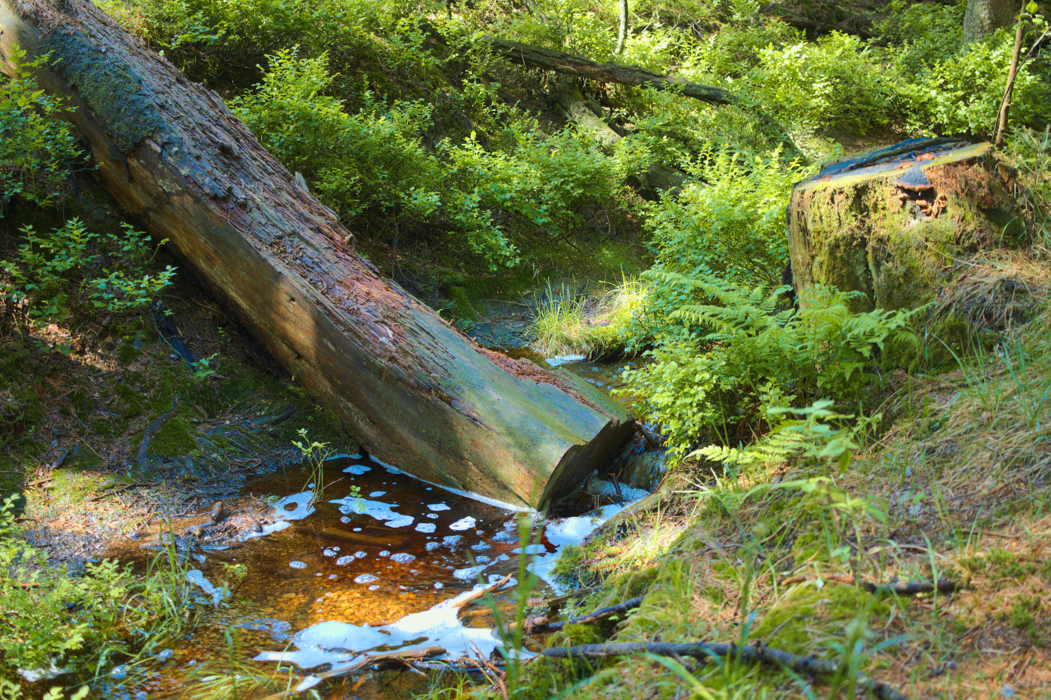 Canon EF-S 24mm F2.8 STM sample photo. Moorbach photography