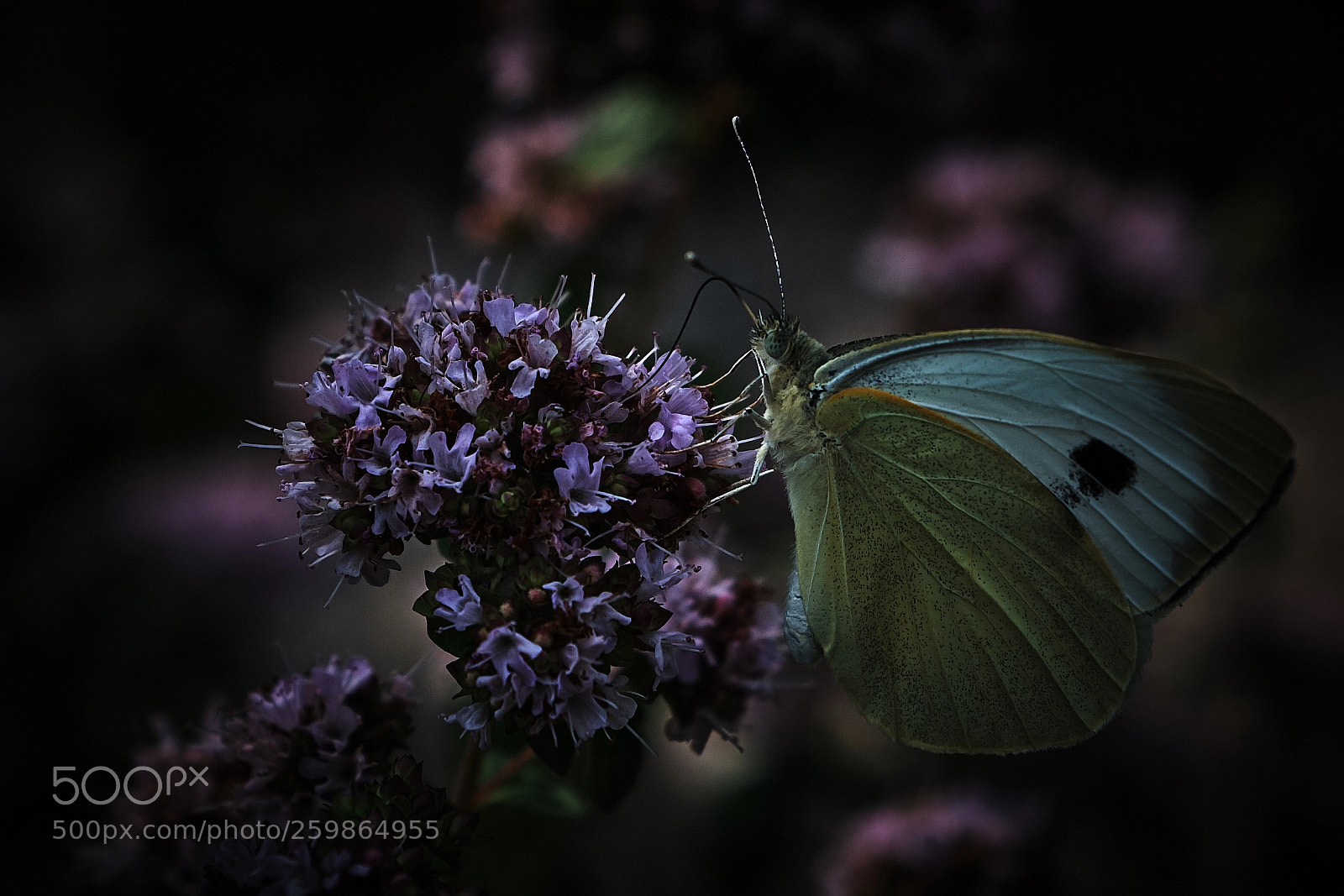 Fujifilm X-T2 sample photo. Butterfly photography