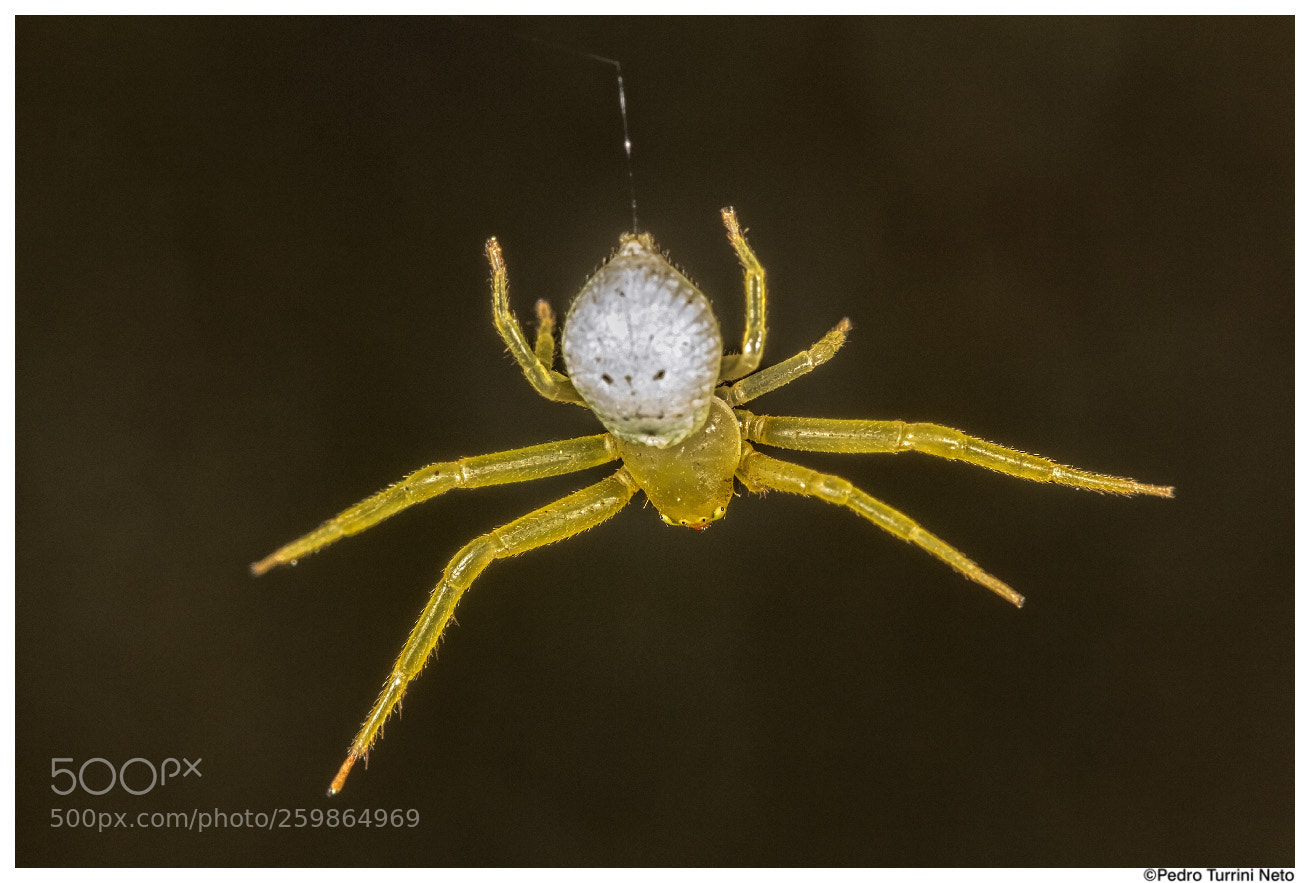Canon EOS 600D (Rebel EOS T3i / EOS Kiss X5) sample photo. Spider, flying? photography