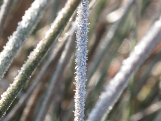 Canon PowerShot G10 sample photo. Frosted grass photography