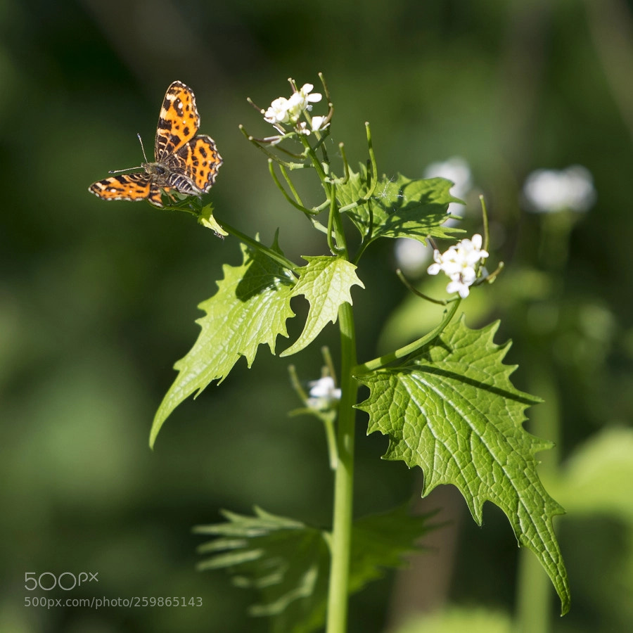 Nikon D610 sample photo. Colors of may photography