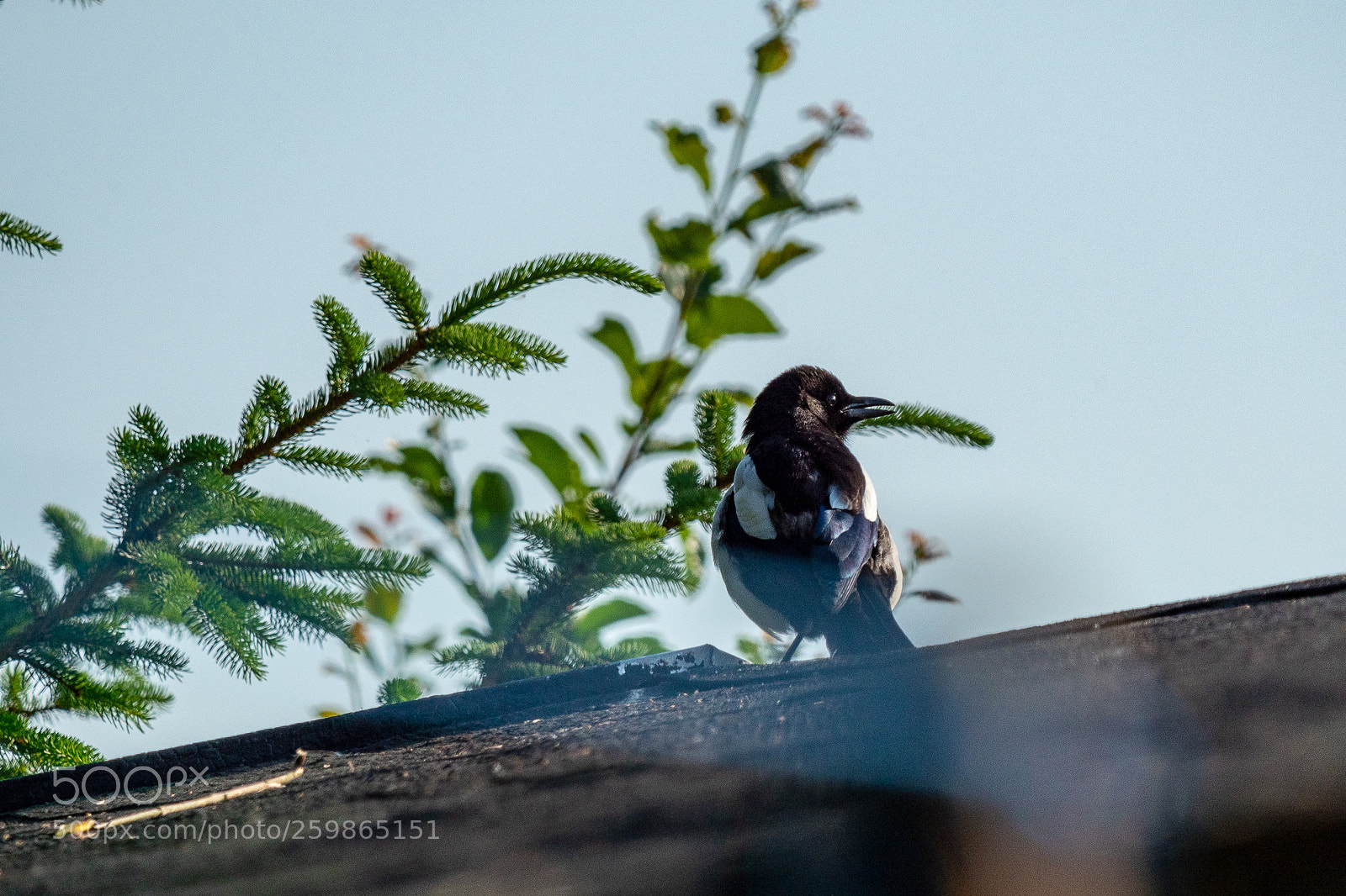 Panasonic Lumix DMC-GH4 sample photo. Untitled photography