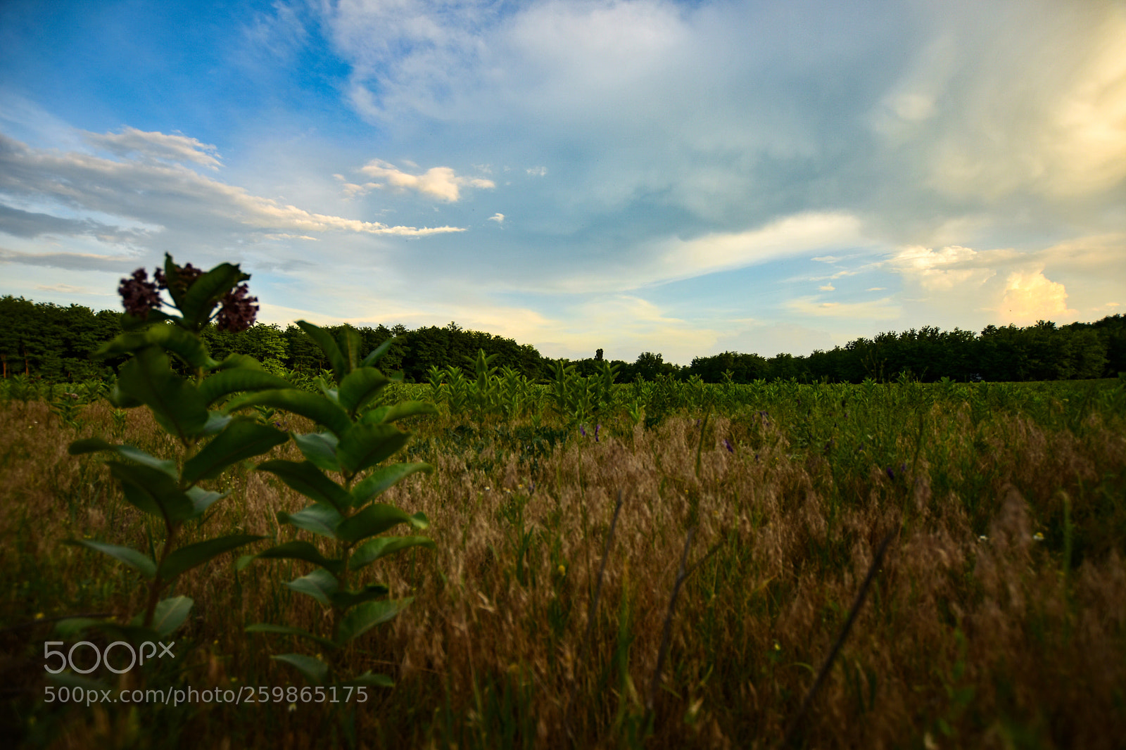 Nikon D7200 sample photo. Untitled photography