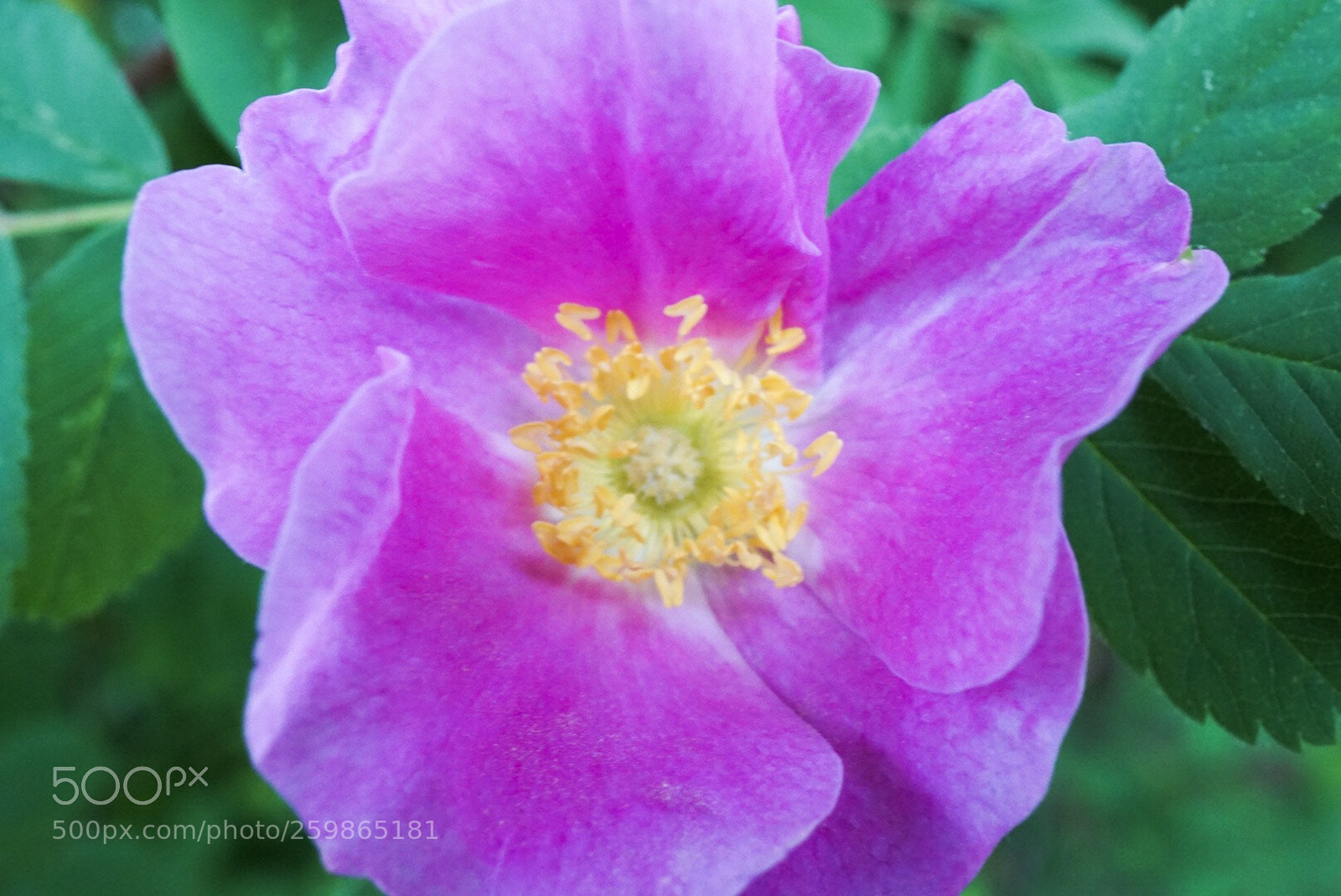 Sony a6000 sample photo. Pink beauty  photography