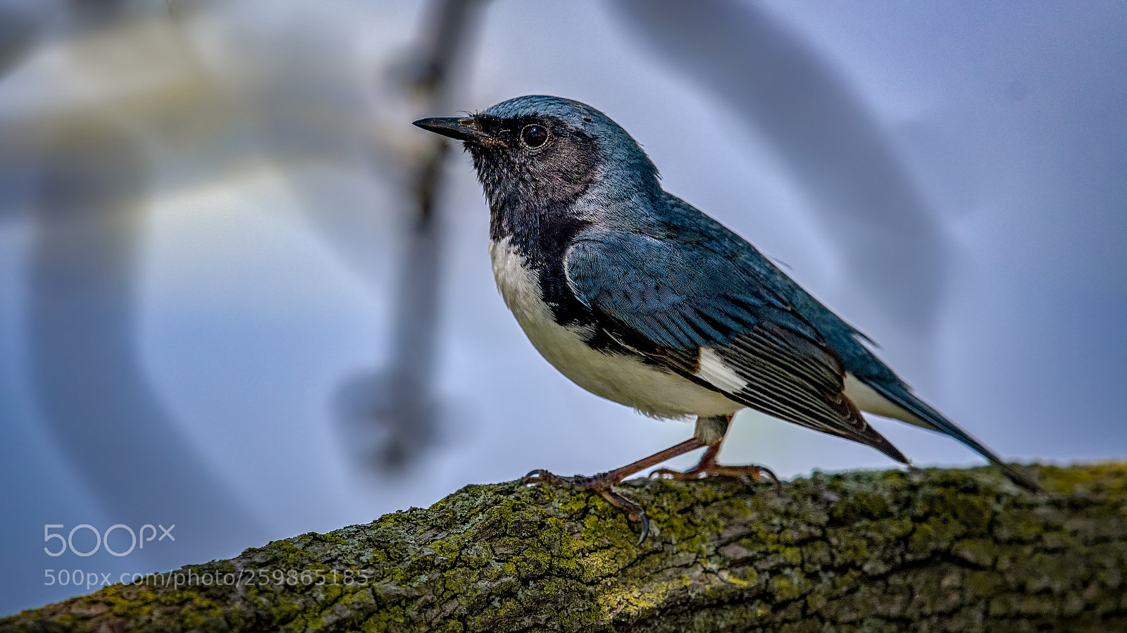 Nikon D500 sample photo. Black-throated blue warbler photography
