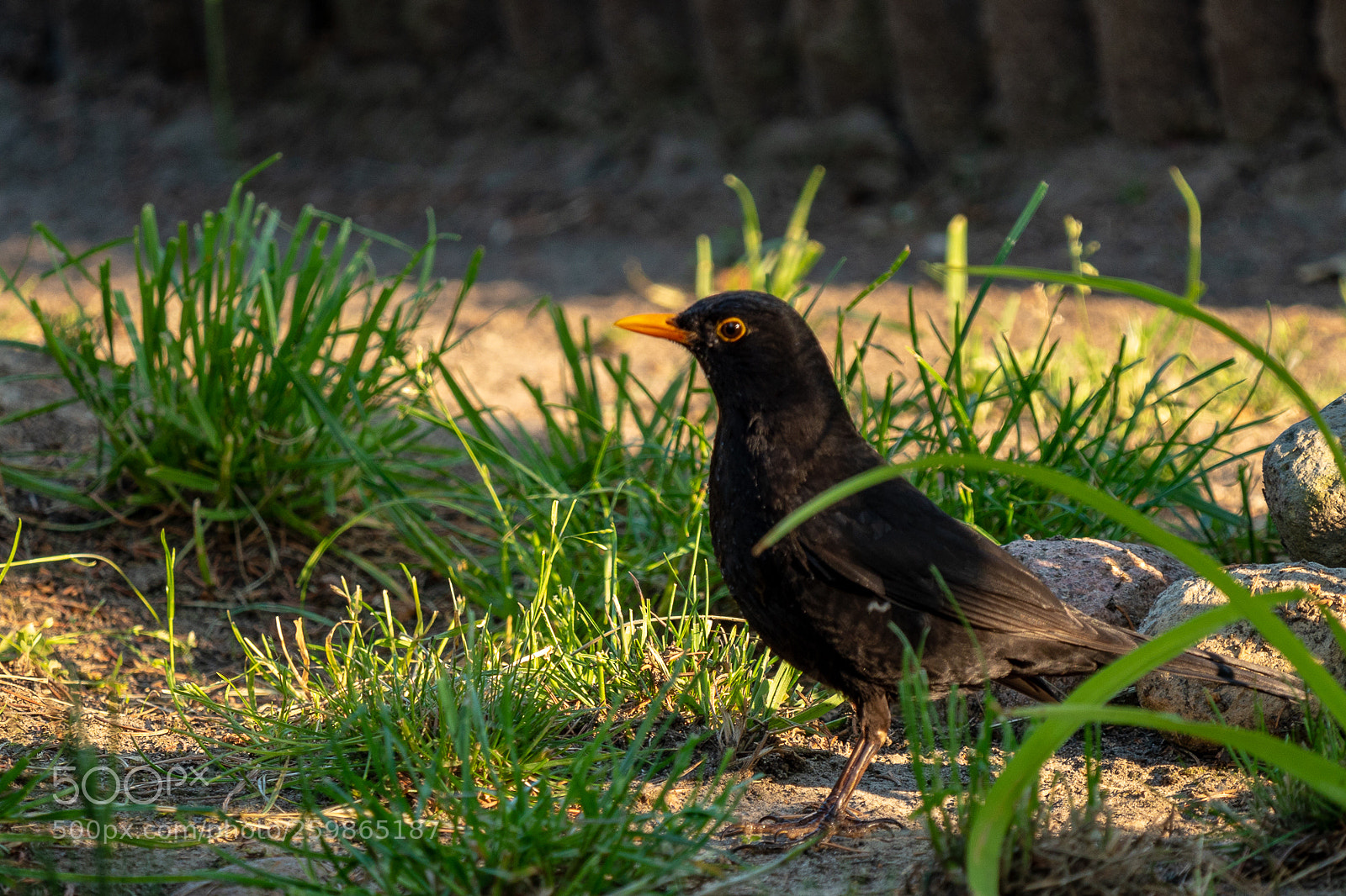 Panasonic Lumix DMC-GH4 sample photo. Untitled photography