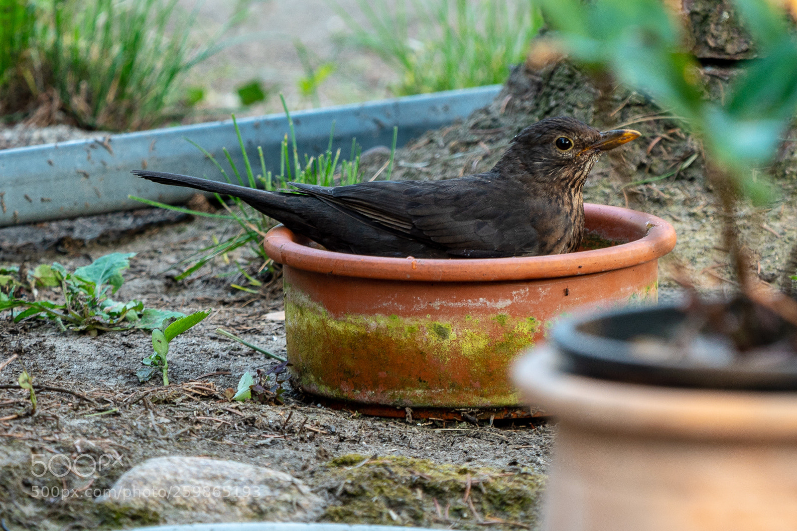Panasonic Lumix DMC-GH4 sample photo. Untitled photography