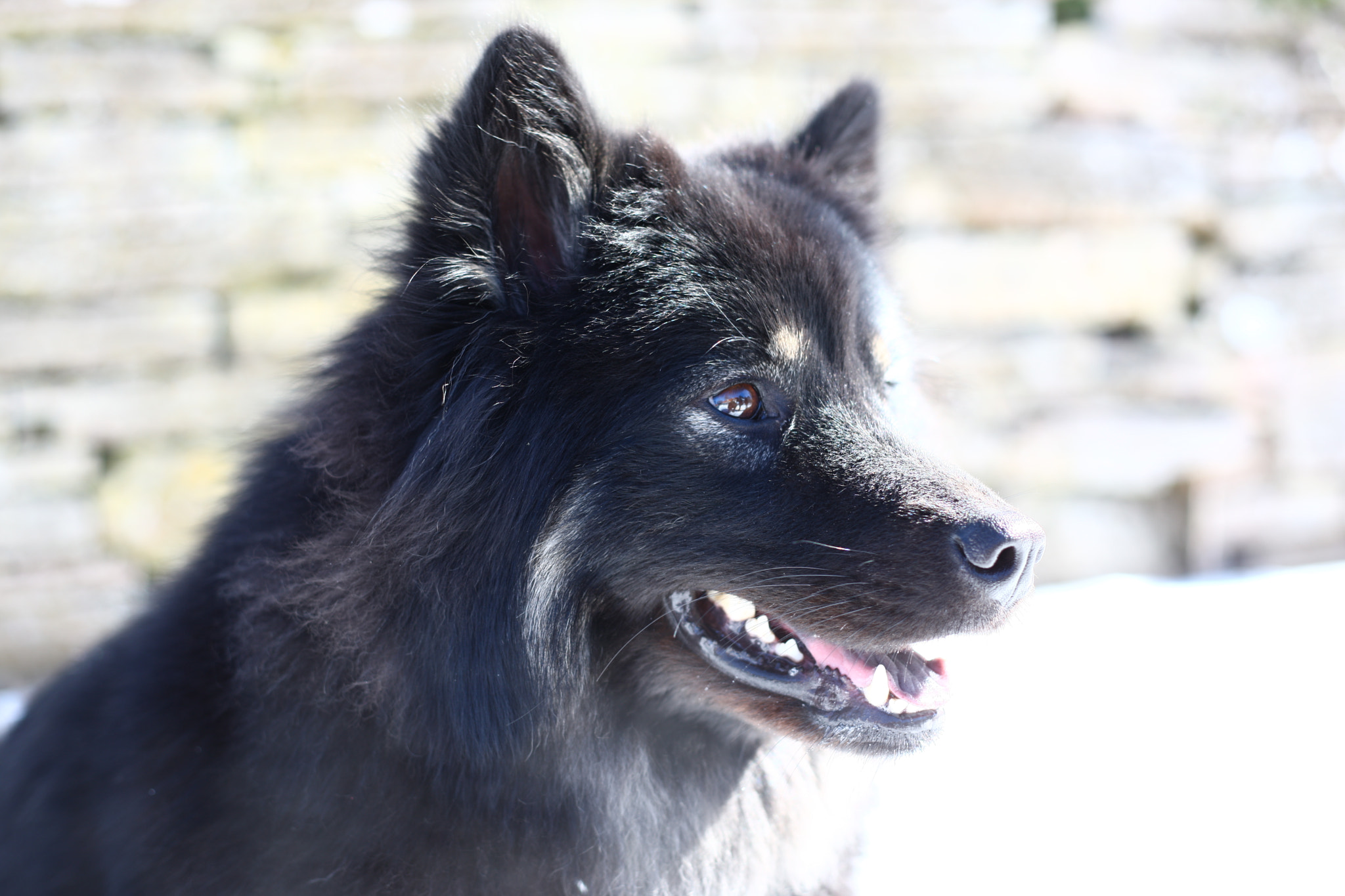 Canon EOS-1Ds Mark III + Canon EF 50mm F1.8 II sample photo. Ellie the eurasier photography