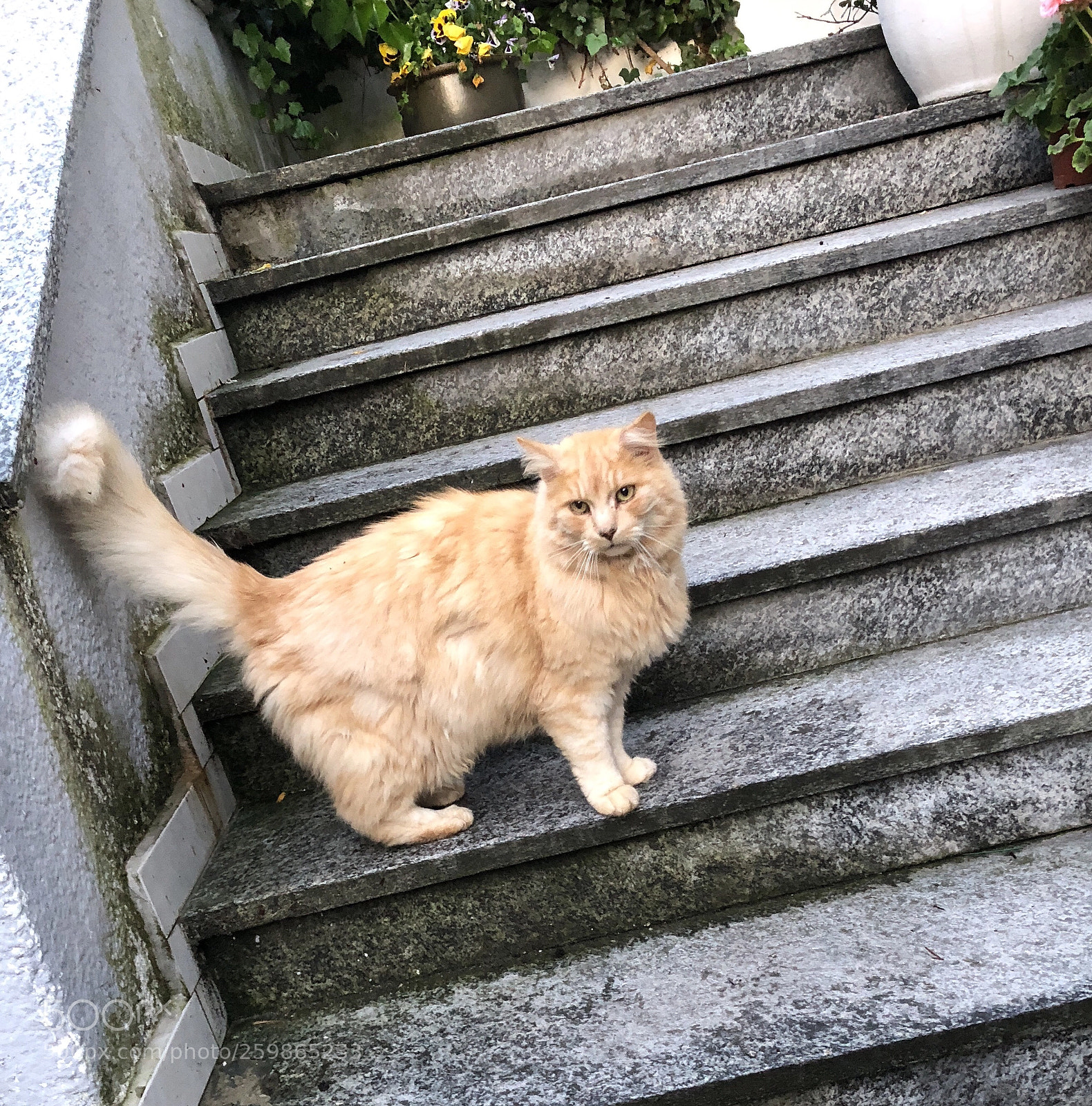 Apple iPhone X sample photo. Cat photography