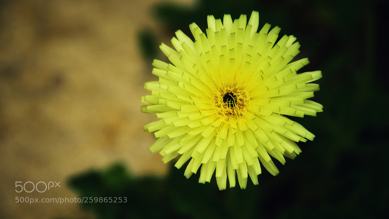 Nikon D500 sample photo. Simply yellow photography