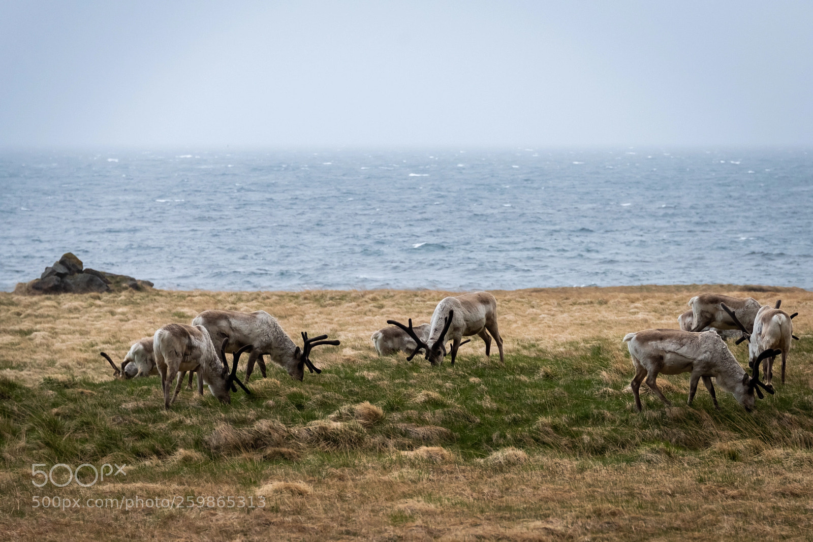 Nikon D850 sample photo. Deer on the atlantic photography