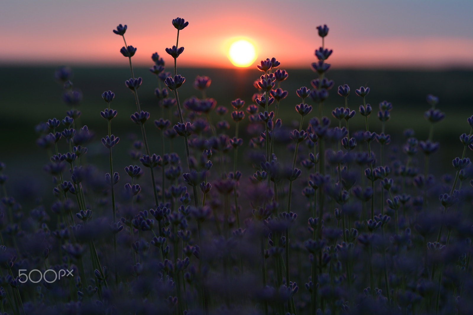 Nikon D7100 + Nikon AF Nikkor 50mm F1.8D sample photo. Sunset in lavender photography