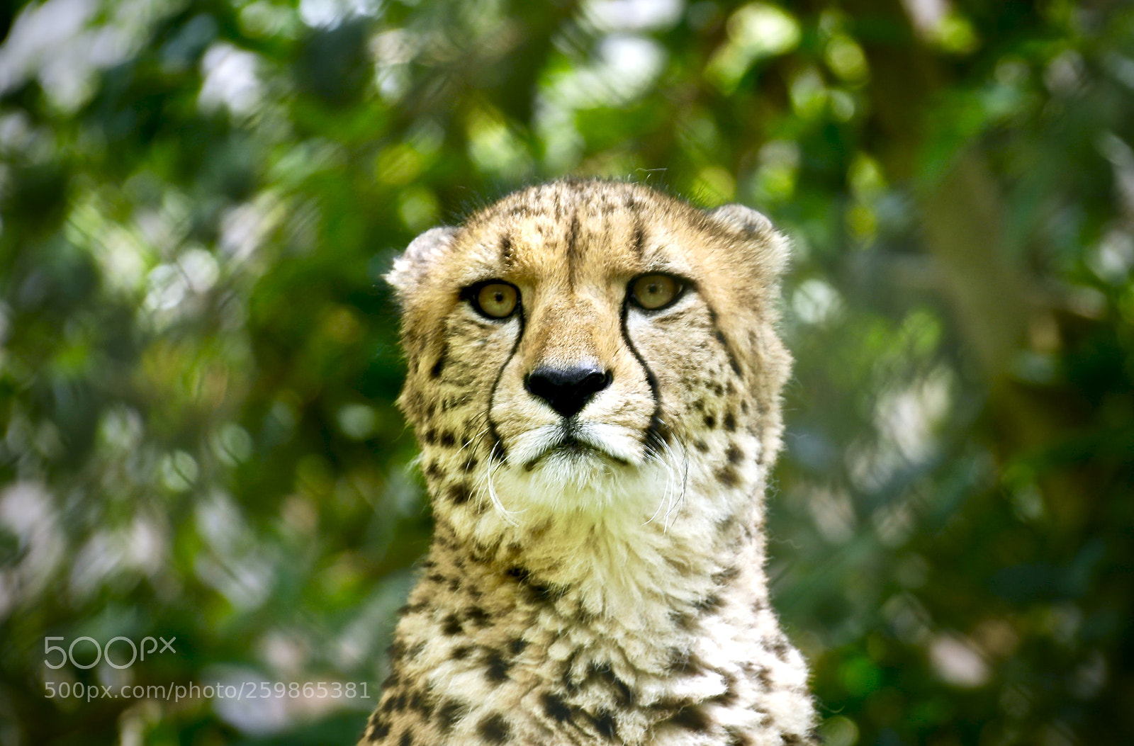 Canon EOS 5D Mark IV sample photo. Cheetah photography