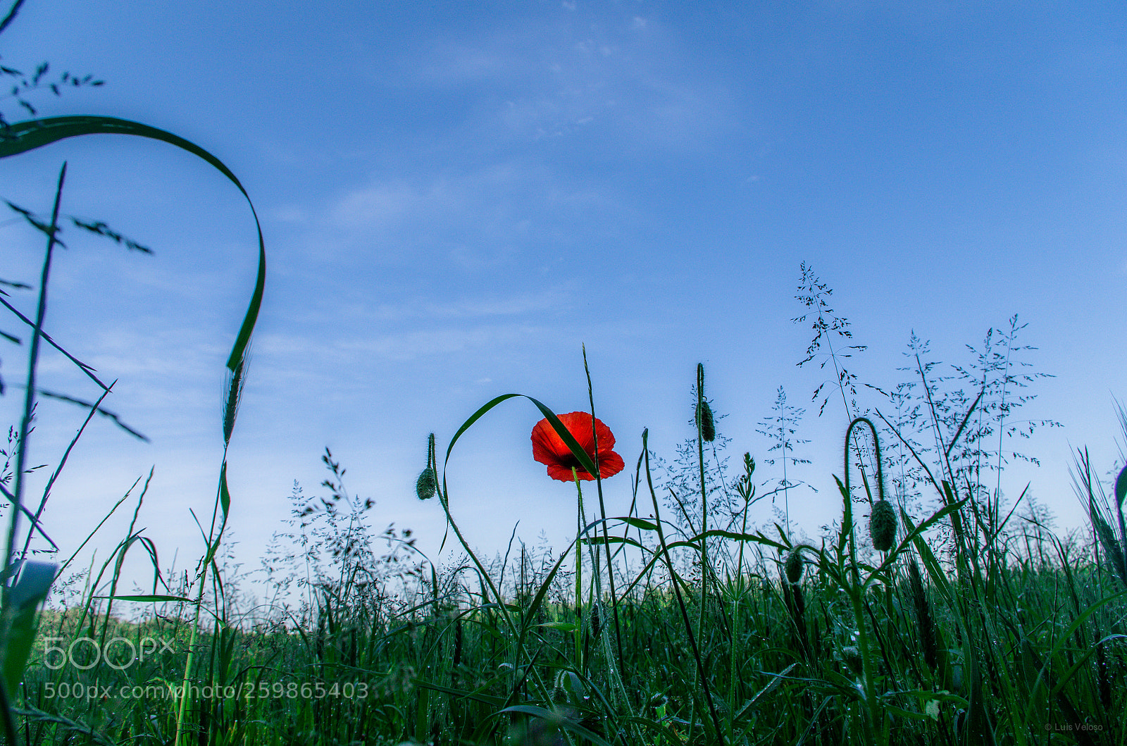 Pentax K-30 sample photo. Poppy photography