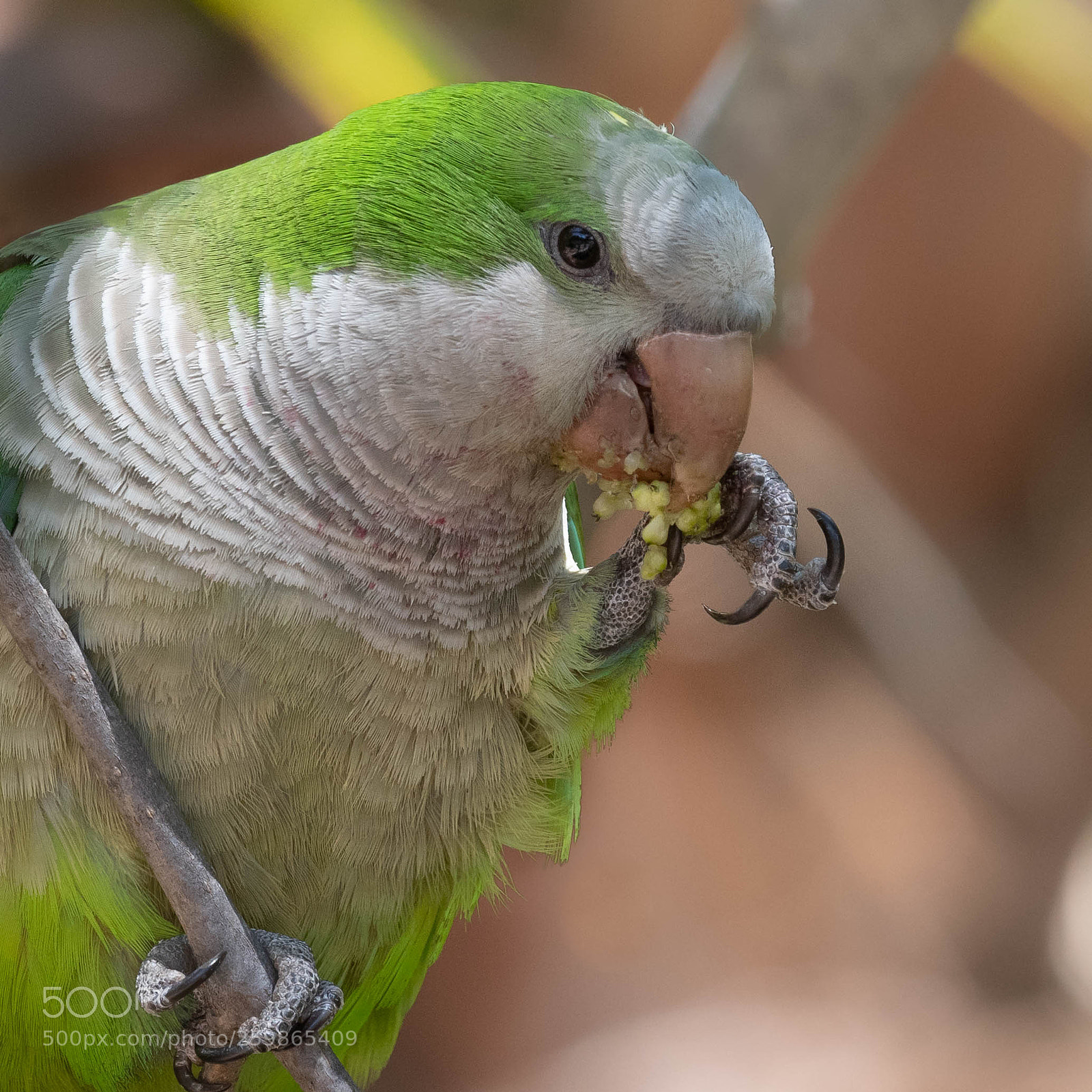 Nikon D500 sample photo. 2nd birdie num-num photography