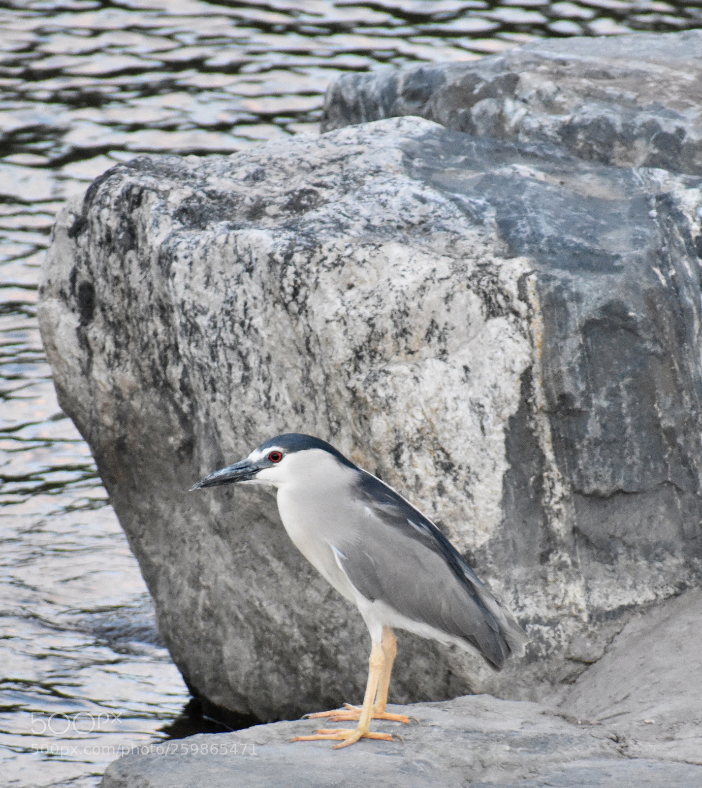 Nikon D3400 sample photo. Black-crowned night heron
 photography
