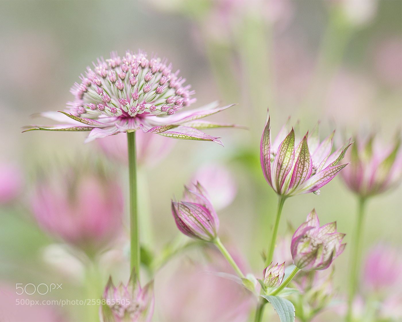 Canon EOS 7D Mark II sample photo. Astrantia photography