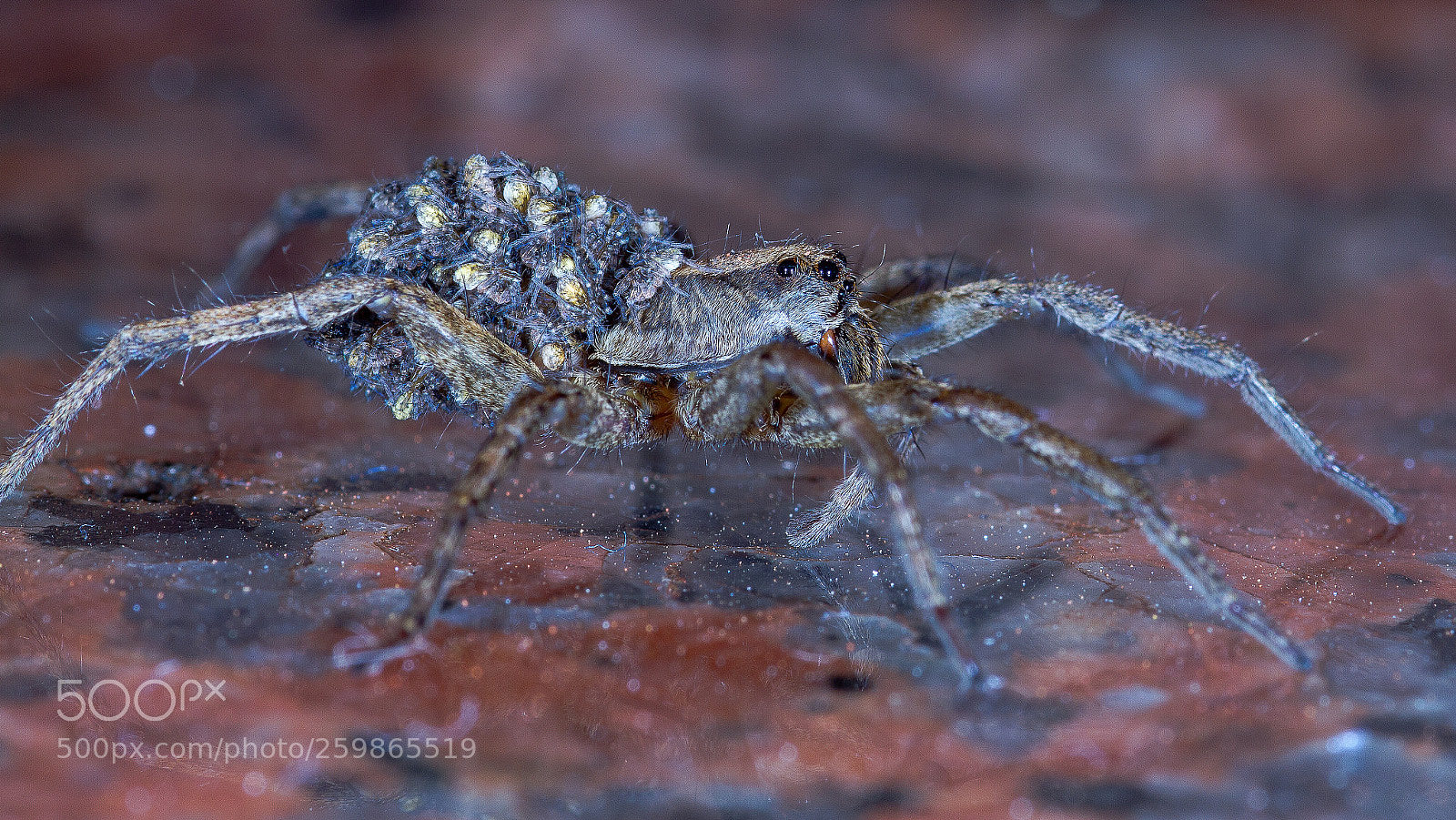 Canon EOS 7D sample photo. Lycosa sp. photography