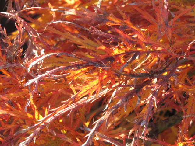 Canon PowerShot G10 sample photo. Japanese maple in the sun photography