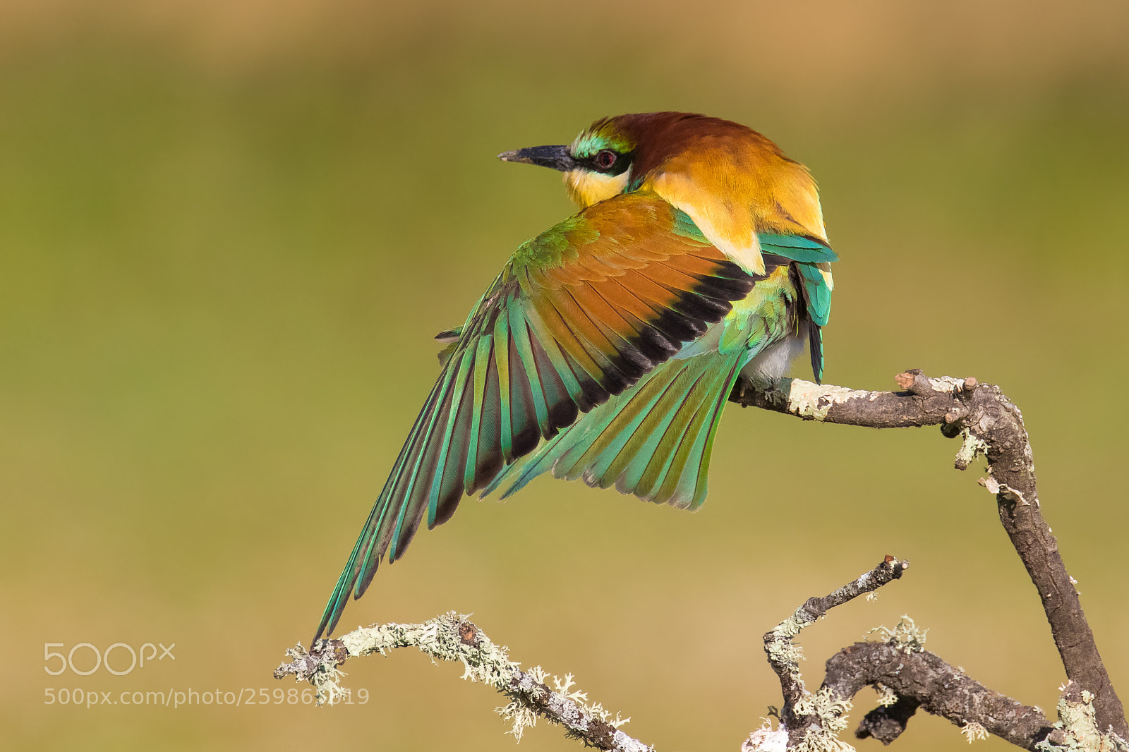 Canon EOS 7D Mark II sample photo. European bee-eater (merops apiaster) photography