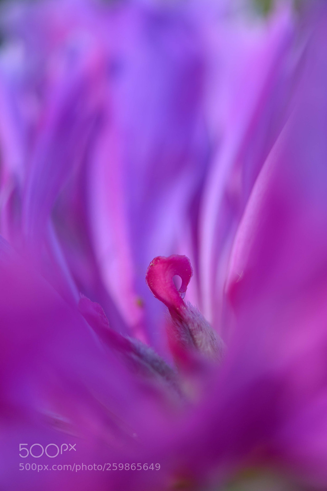 Nikon D750 sample photo. 爱心 photography