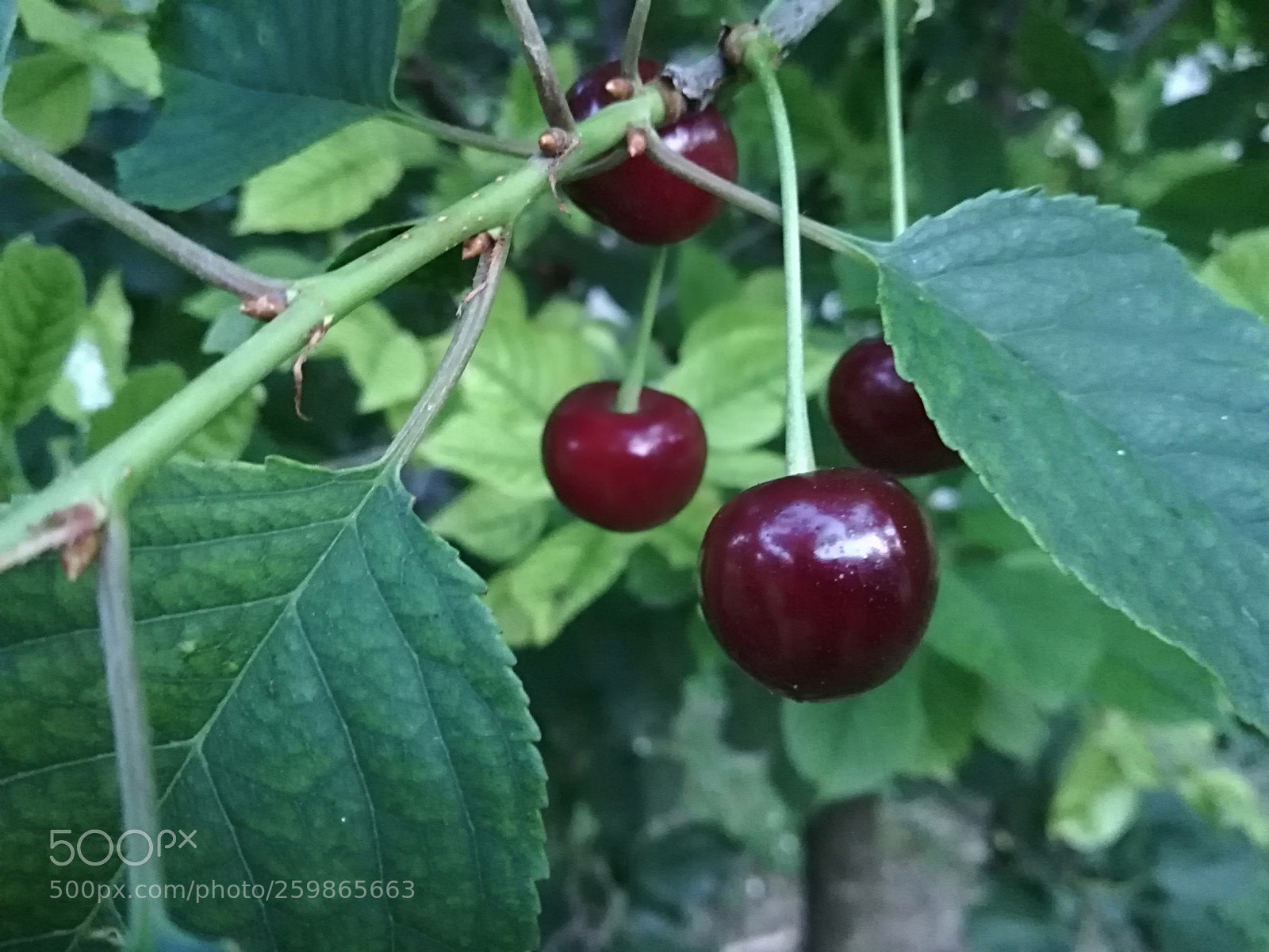 HUAWEI P20 lite sample photo. Cherry :) photography
