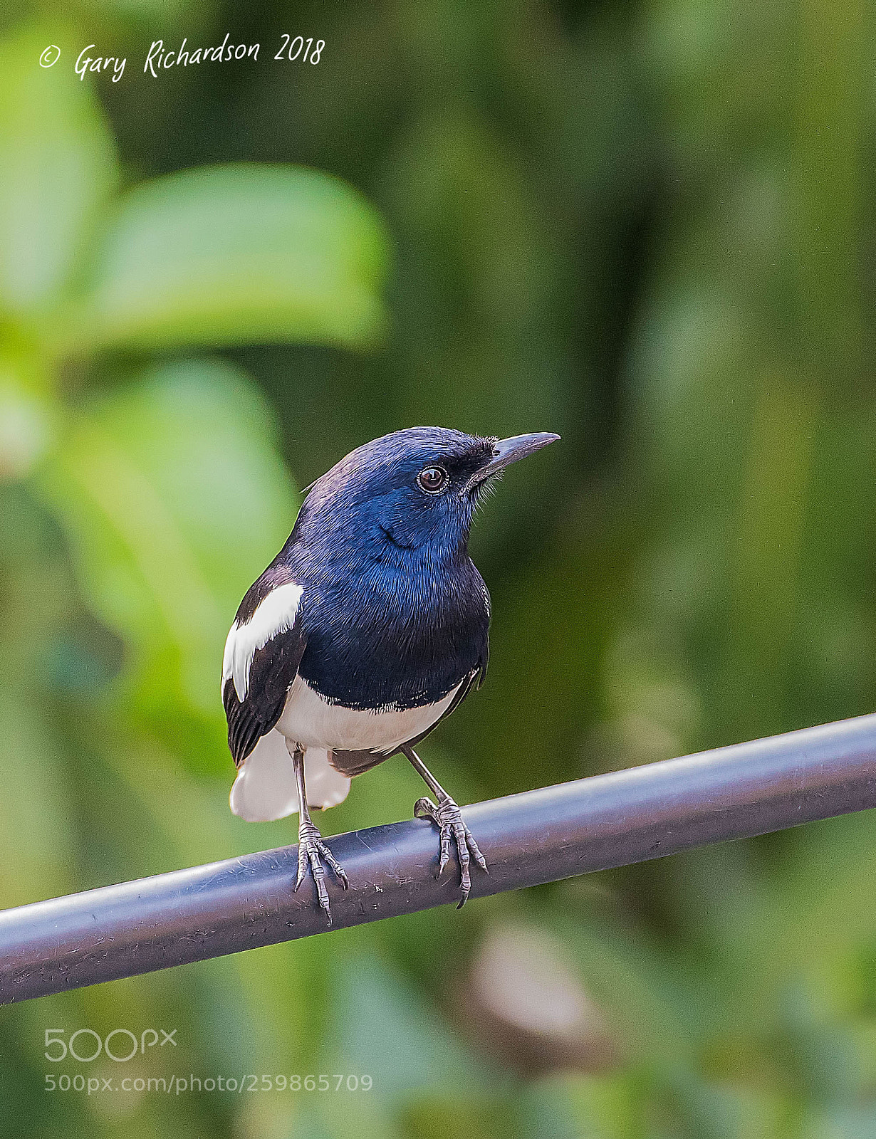 Nikon D500 sample photo. Oriental magpie robin bangkok photography