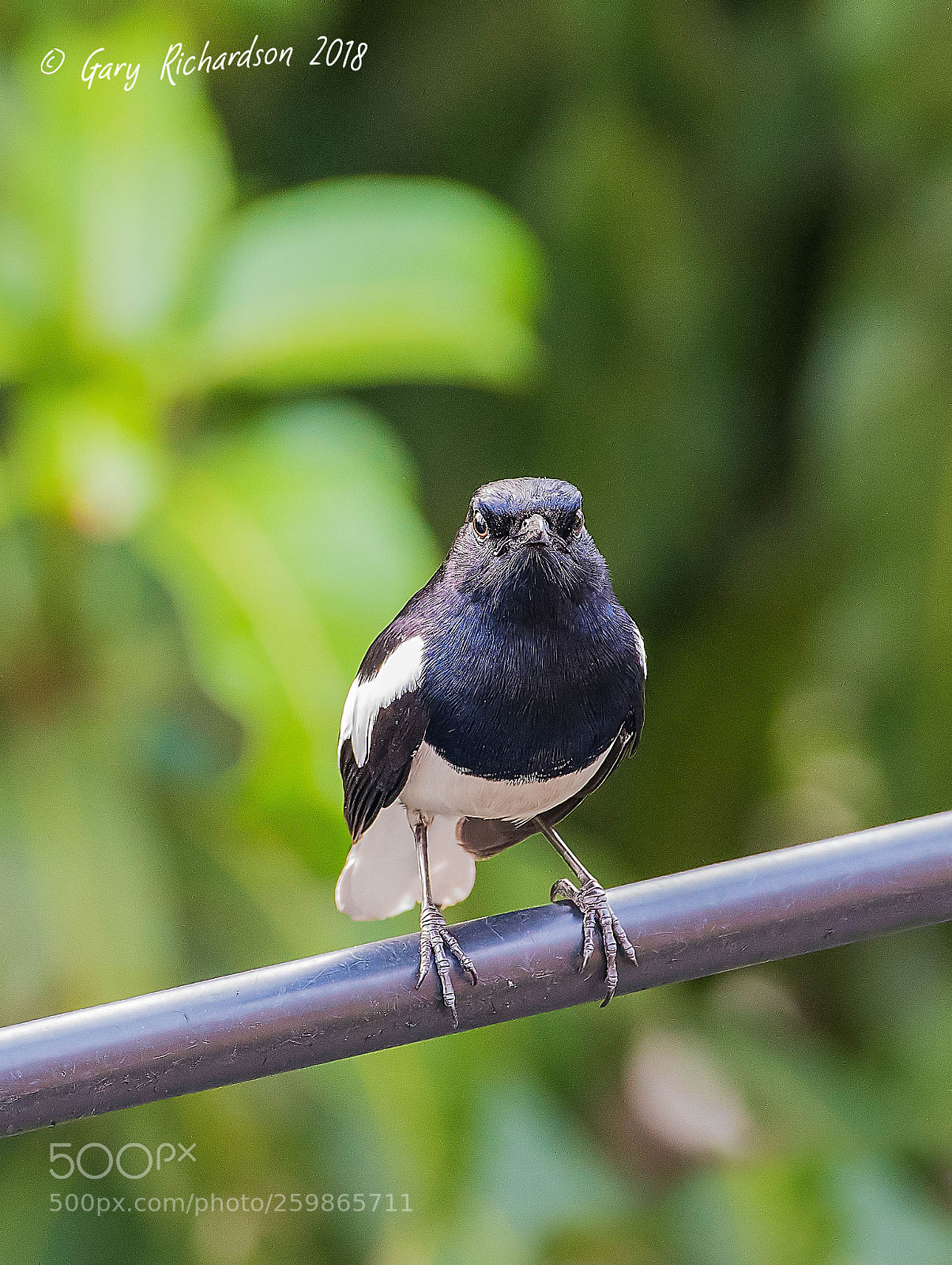 Nikon D500 sample photo. Oriental magpie robin bangkok photography