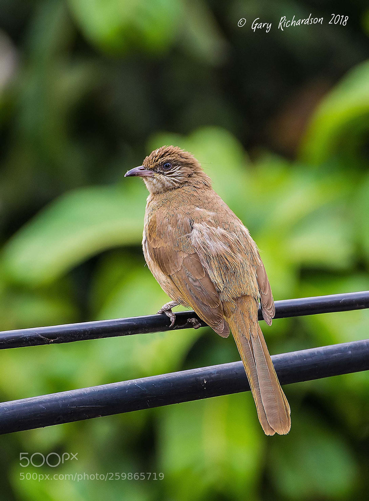 Nikon D500 sample photo. Streak eared bulbul bangkok photography